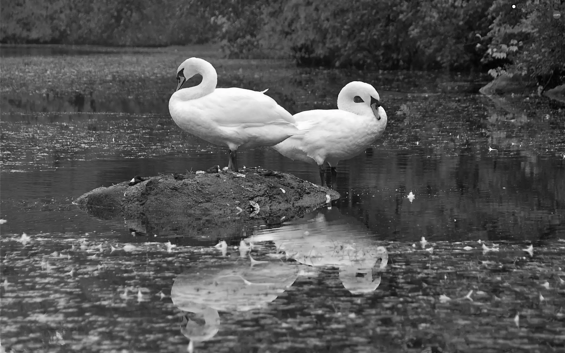 autumn, Swan, water, Two cars