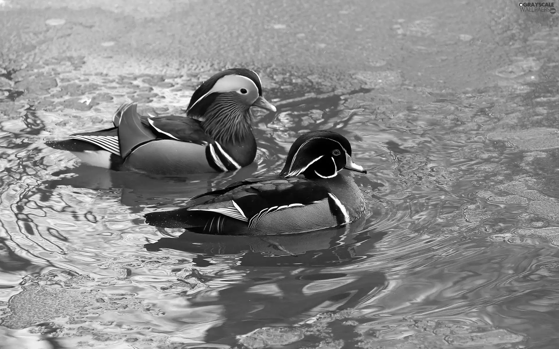 Two, mandarin, water, ducks