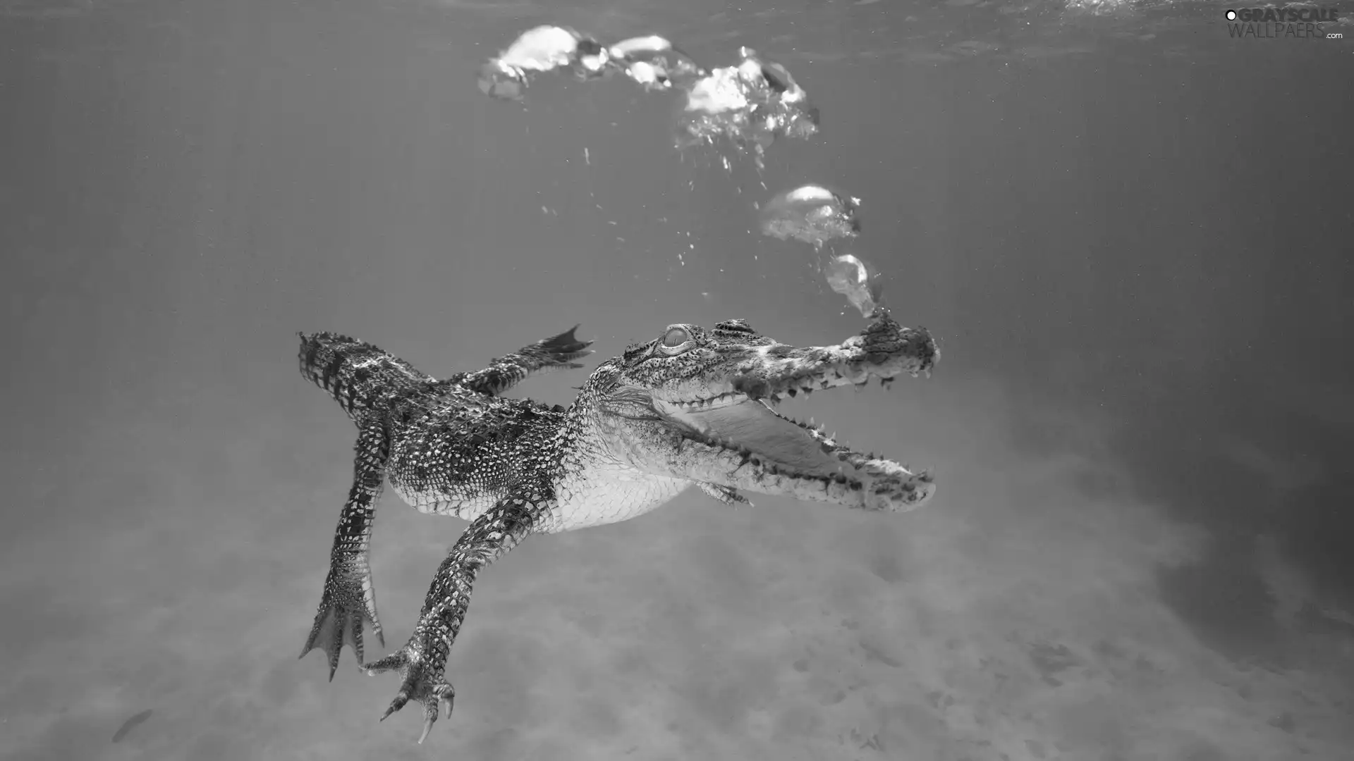 water, Crocodile, under