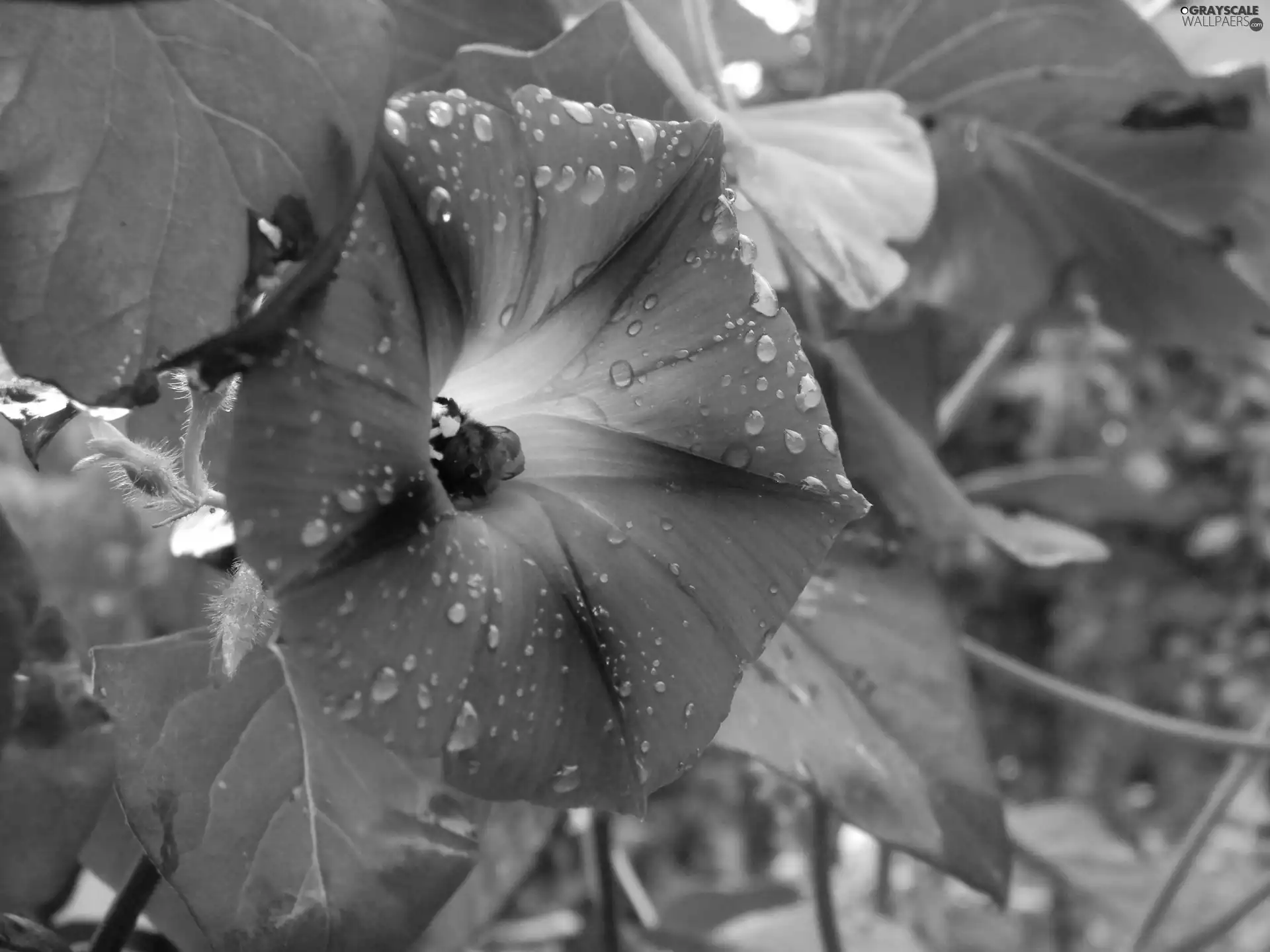 Violet, drops, water, bindweed