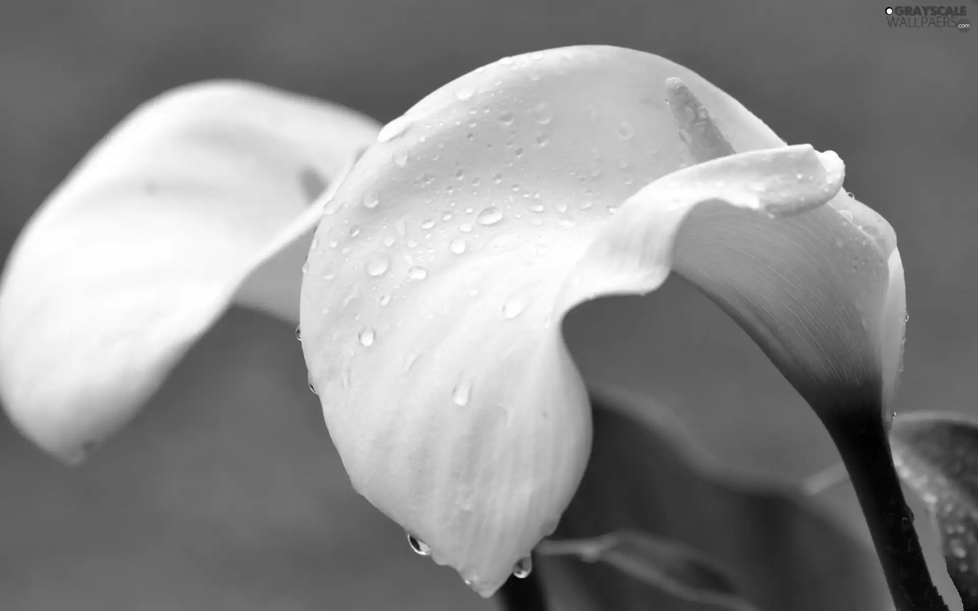 White, drops, water, Calla