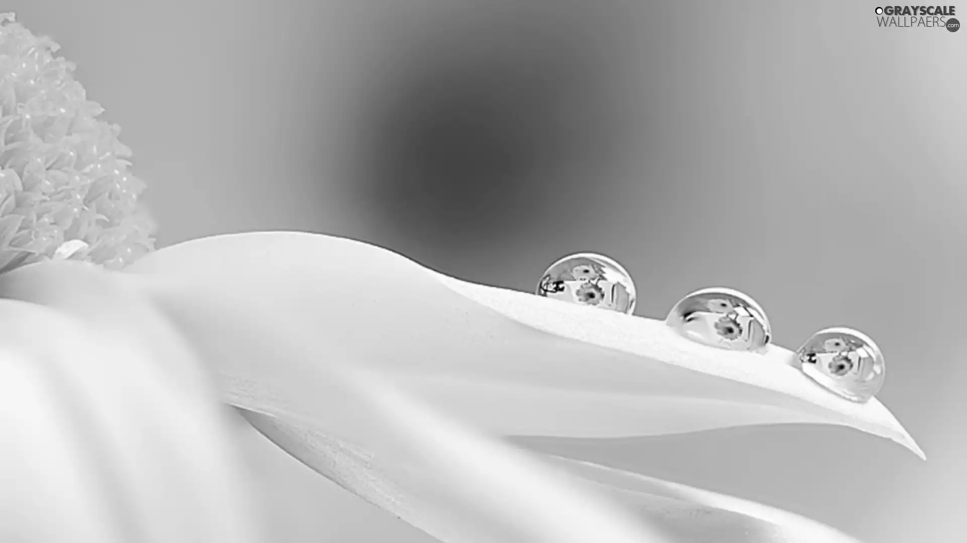 water, Close, Flower, drops, White