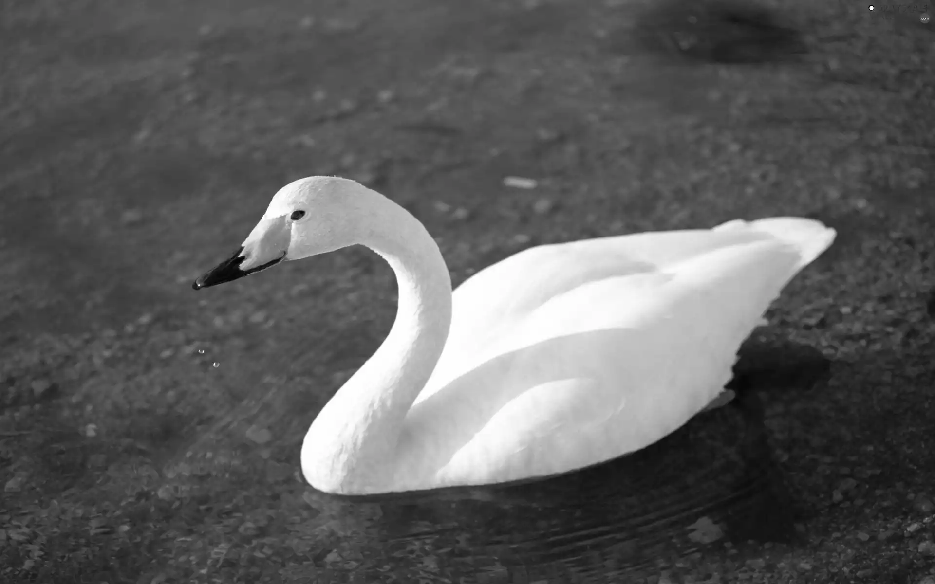 water, goose, White