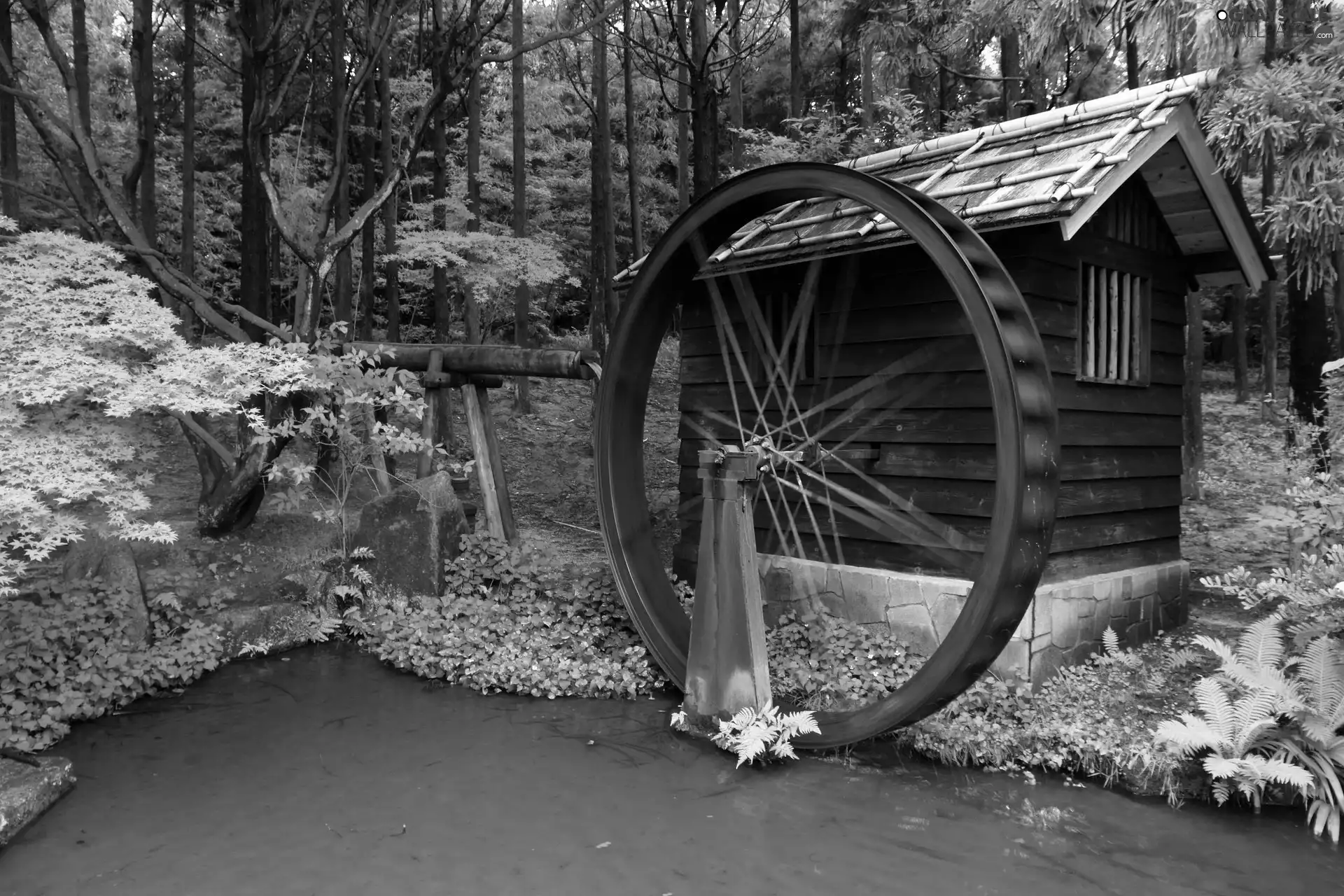 water, forest, Windmill