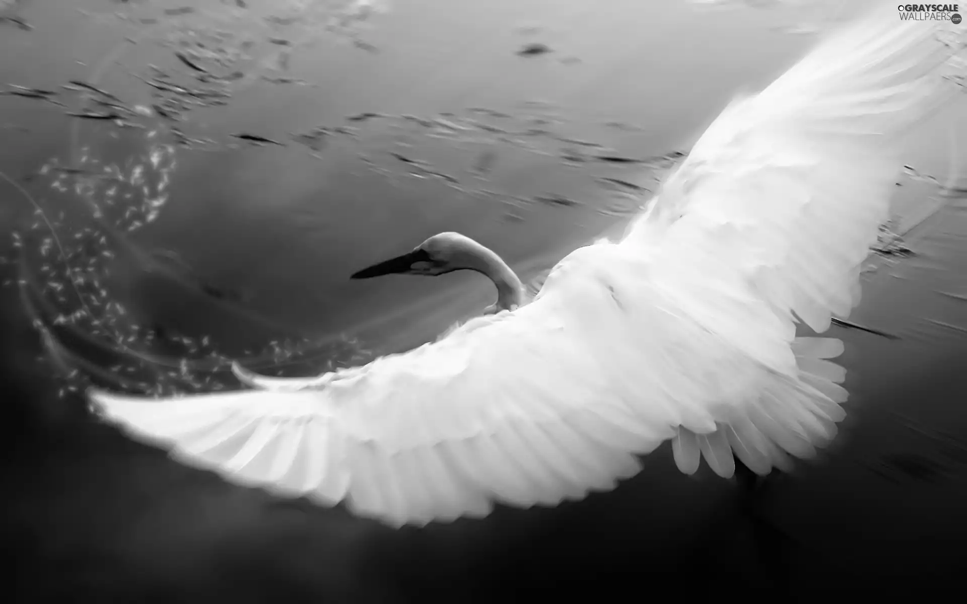 water, Swans, wings