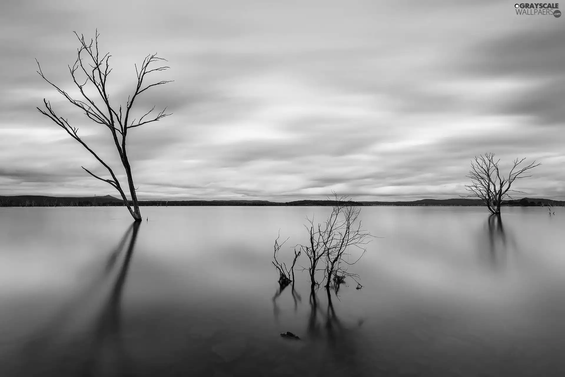 withered, viewes, water, trees