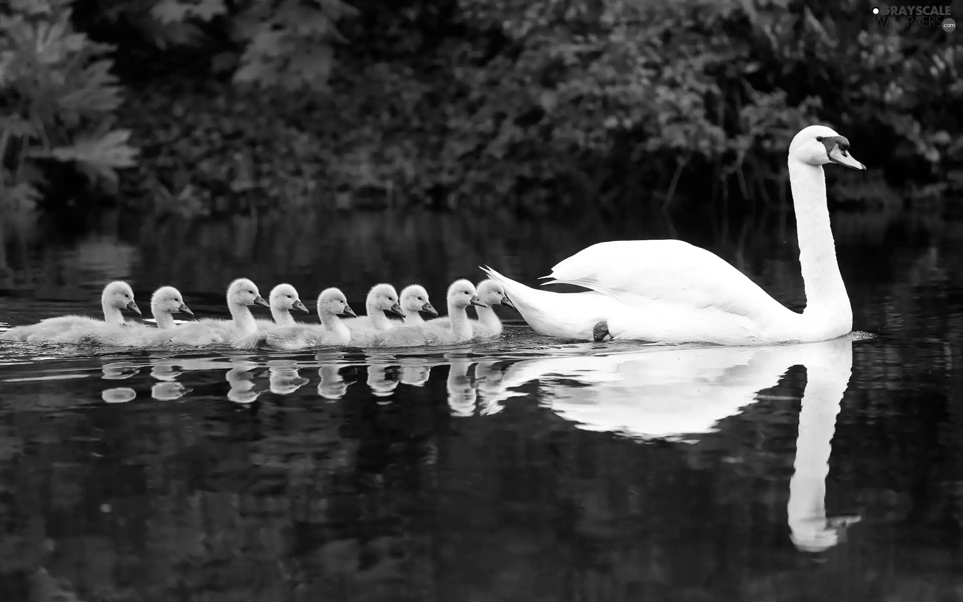 water, swan, young