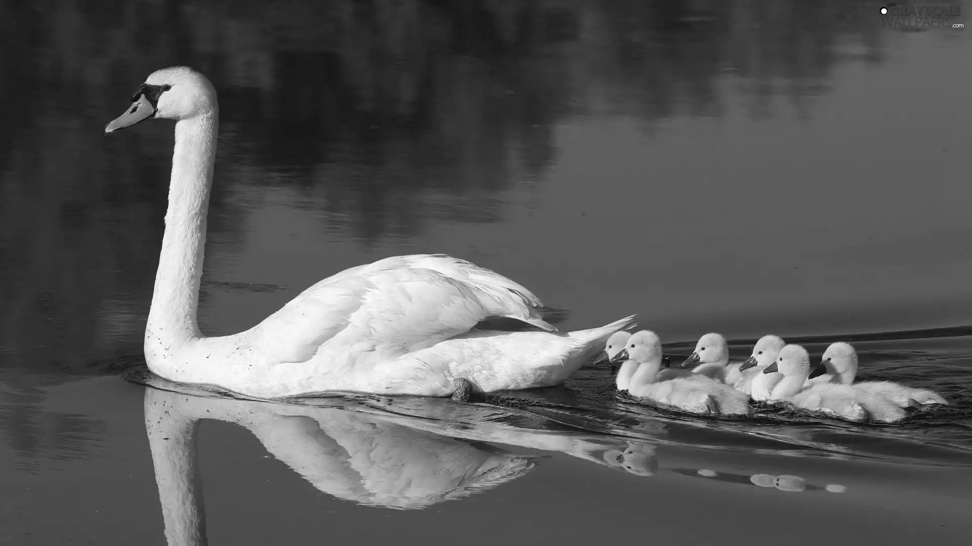 water, Swans, young