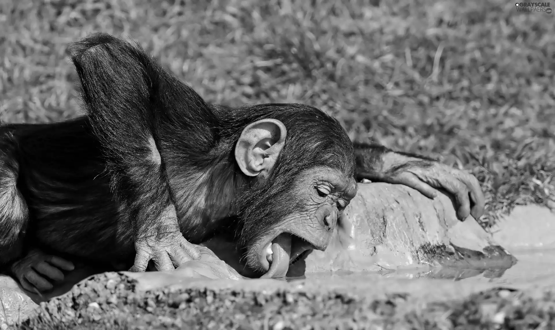 young, Tounge, water, chimpanzee