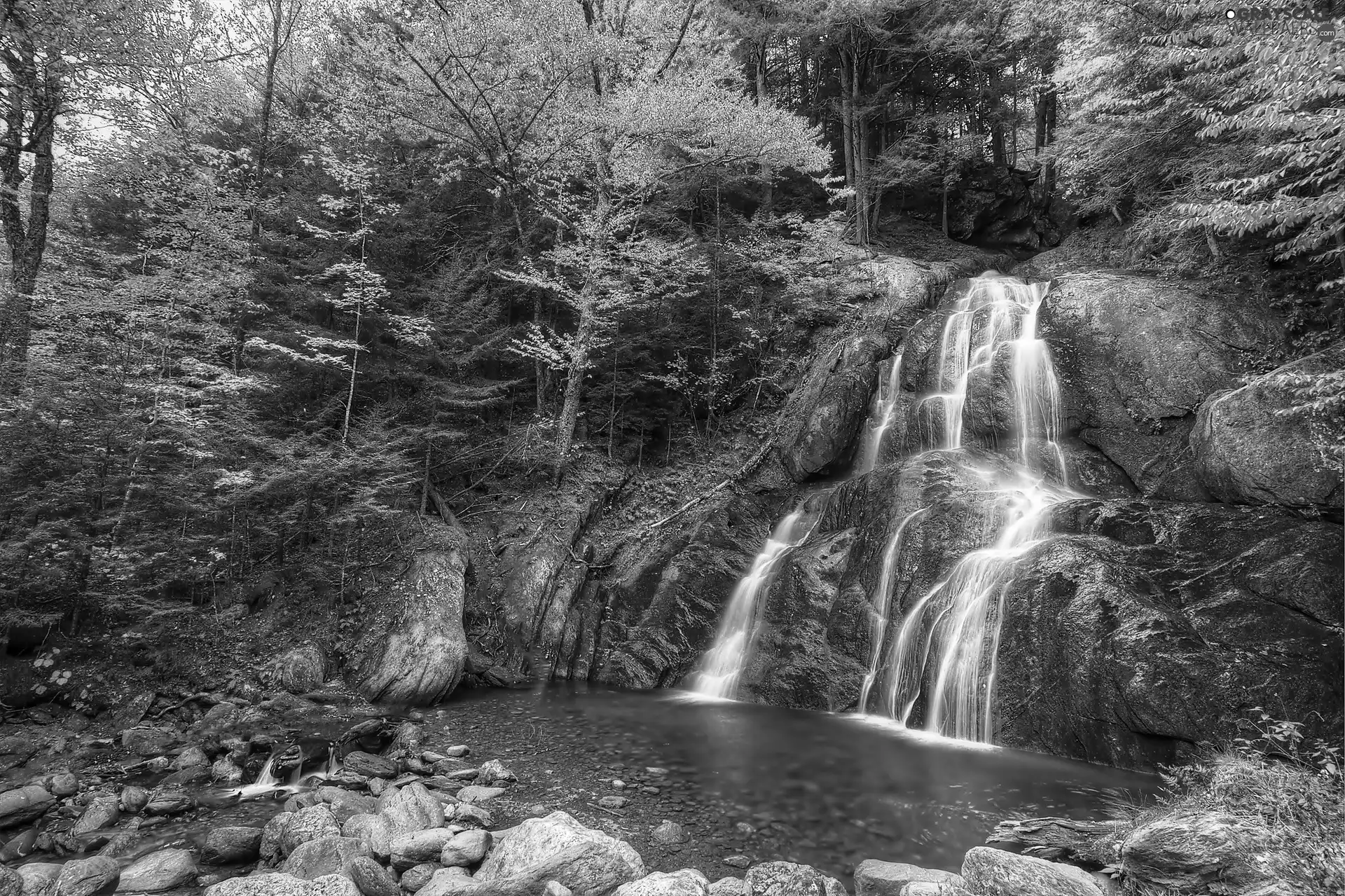 forest, waterfall