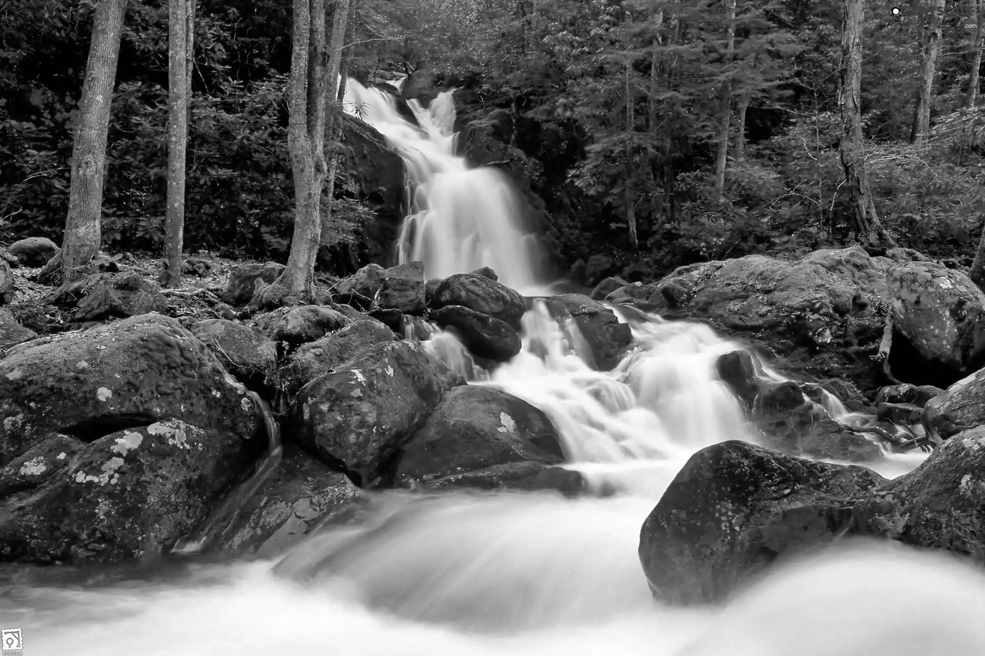 forest, mosses, waterfall, boulders