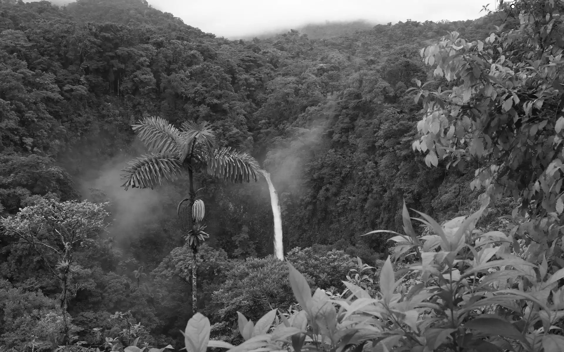 jungle, waterfall