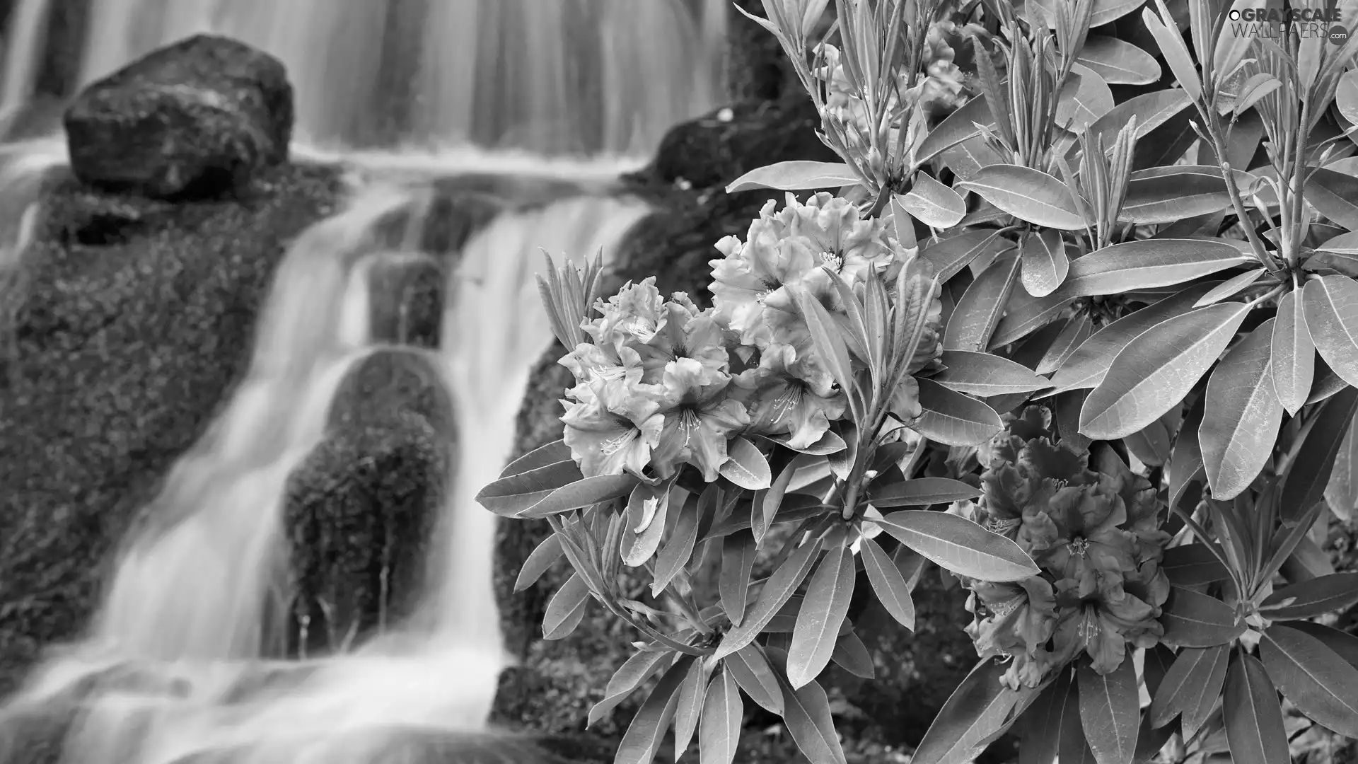 waterfall, Pink, rhododendron