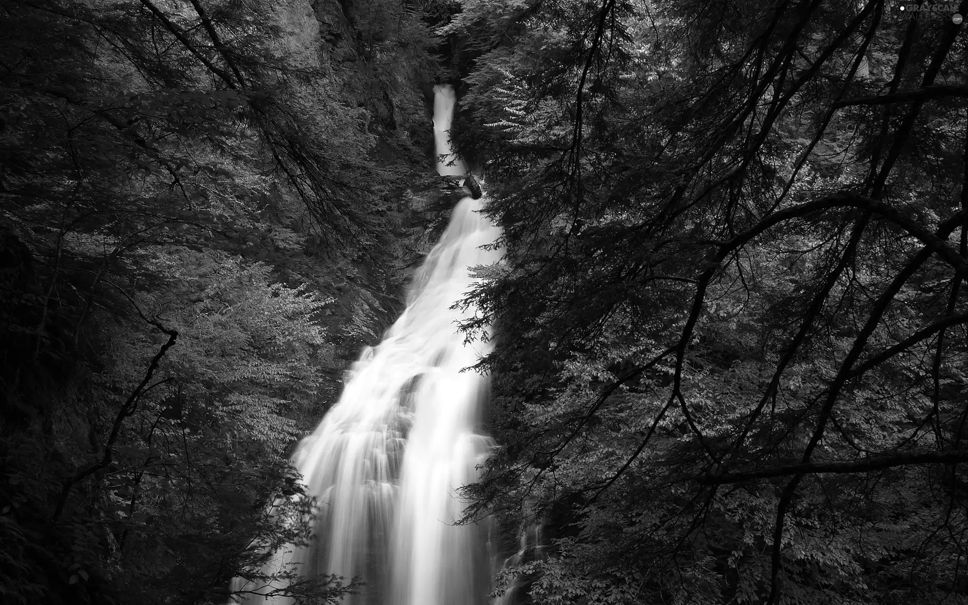 trees, green, waterfall, viewes