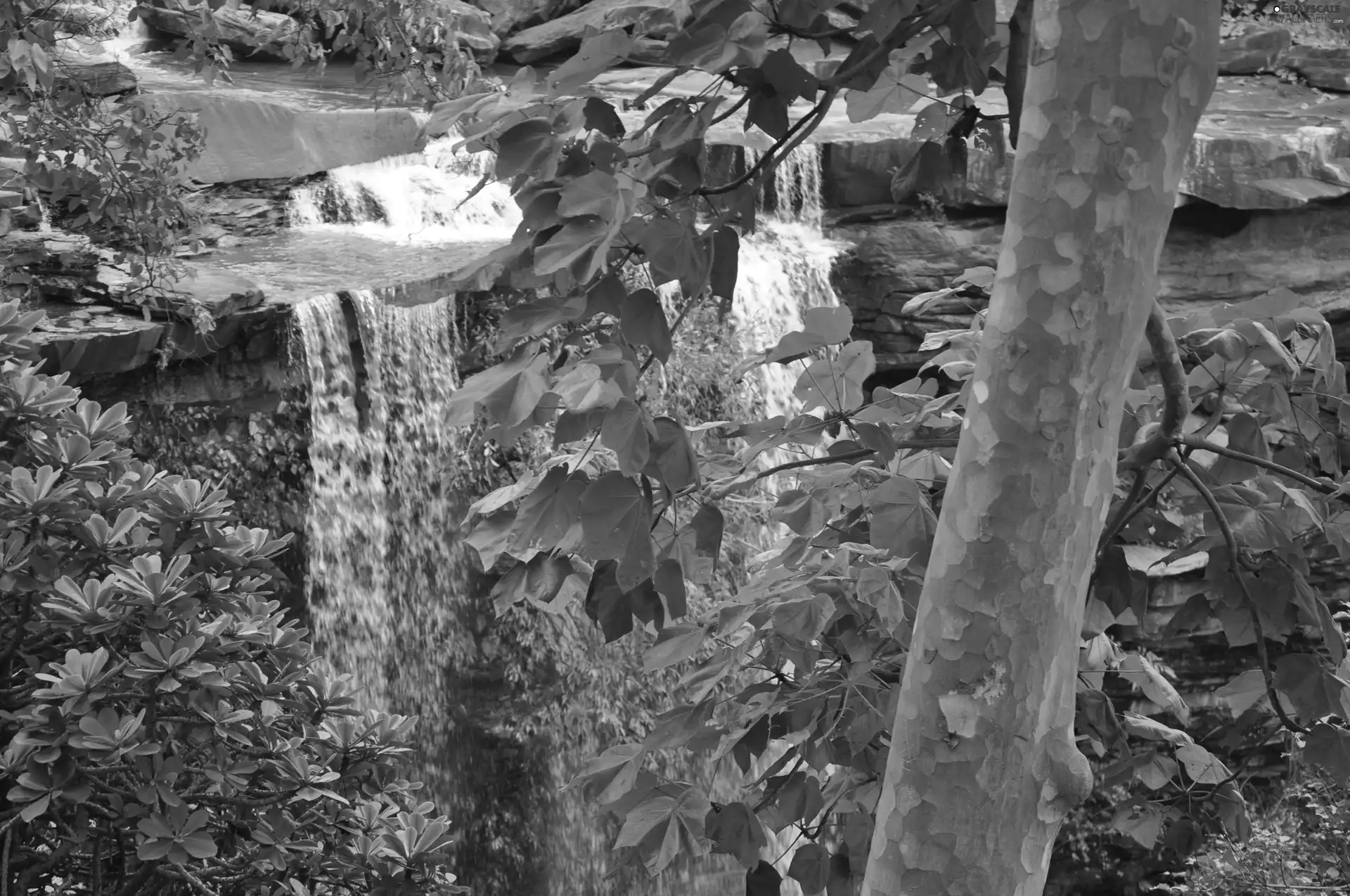 trees, waterfall