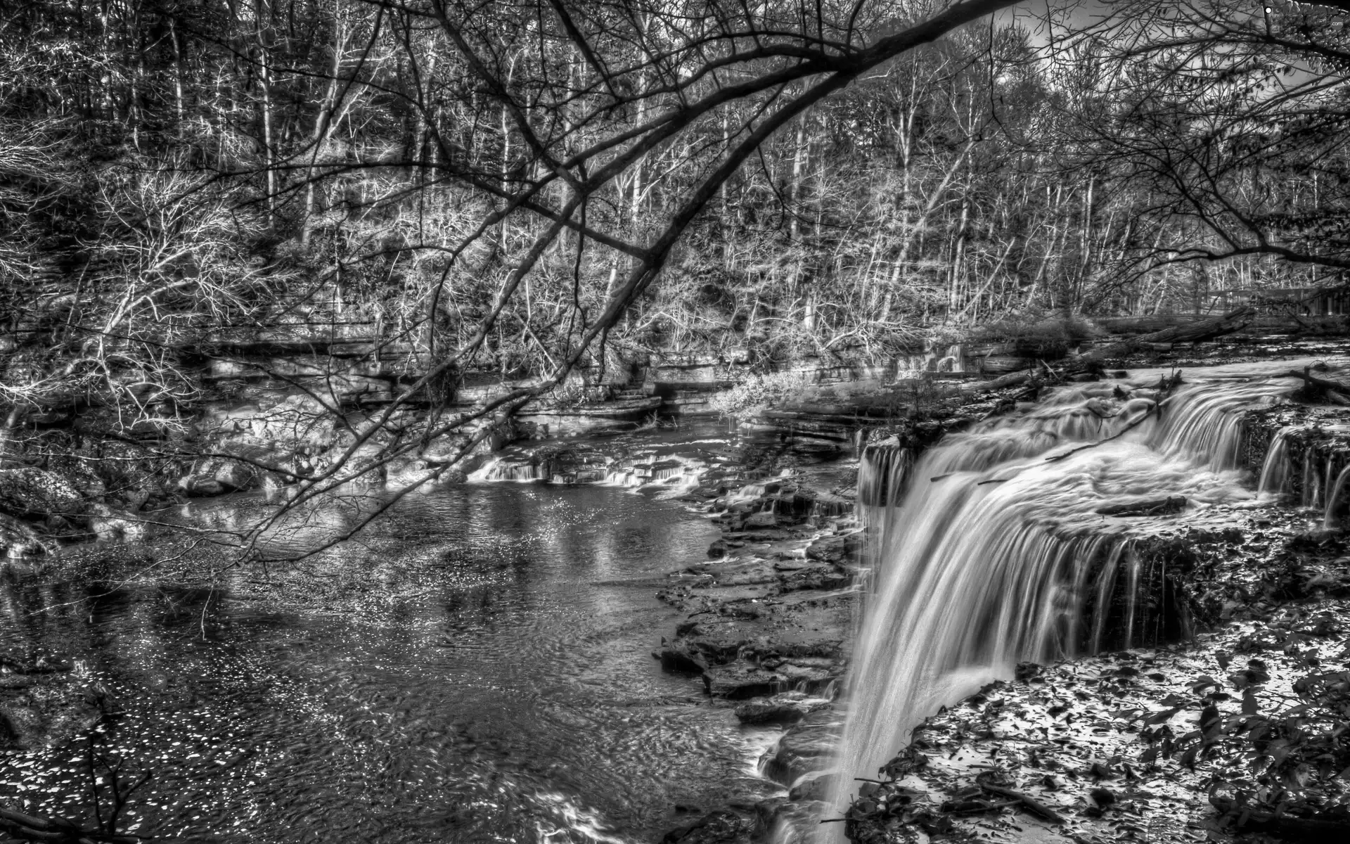 trees, forest, waterfalls, viewes