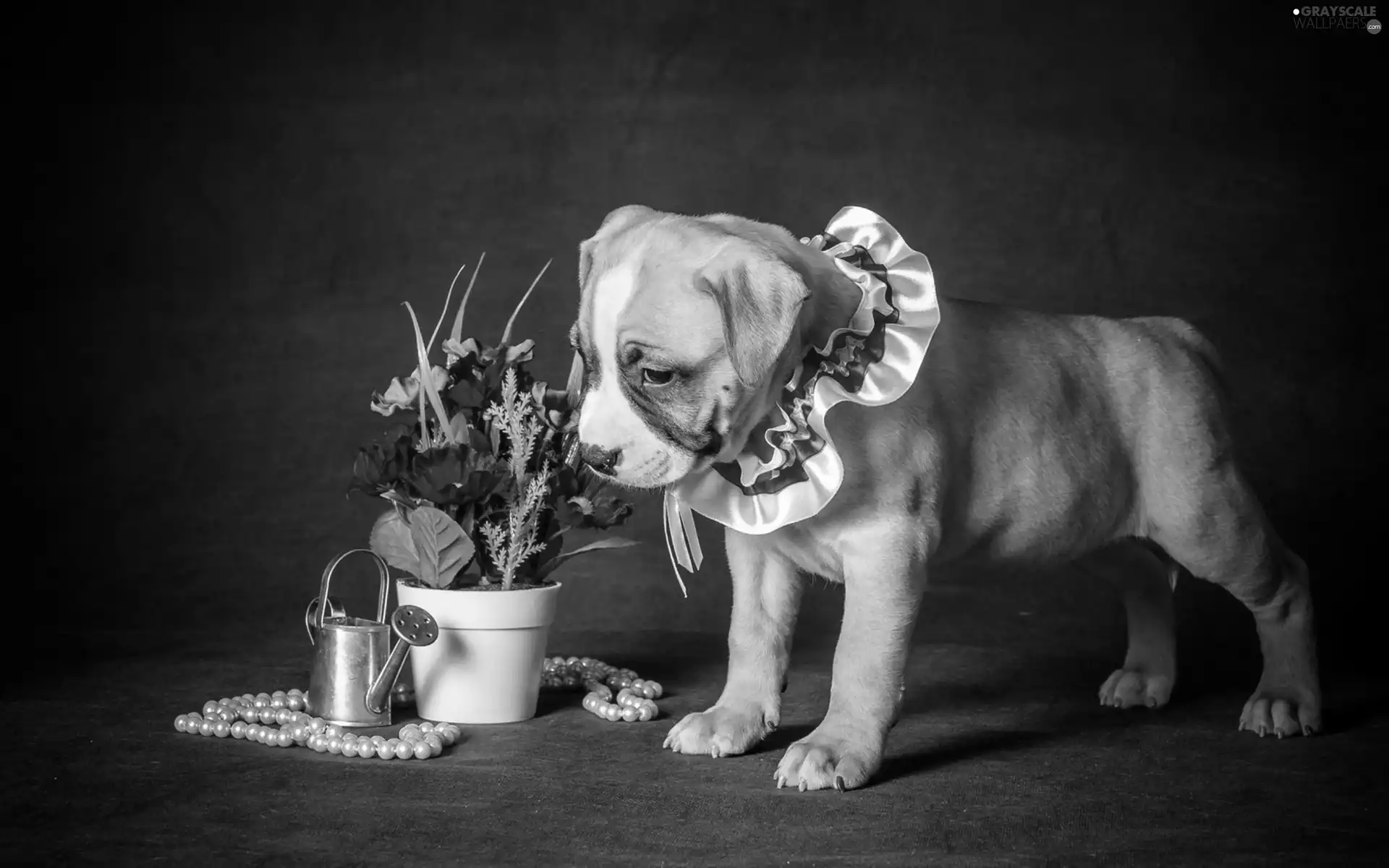 dog, Flowers, Watering Can, Puppy