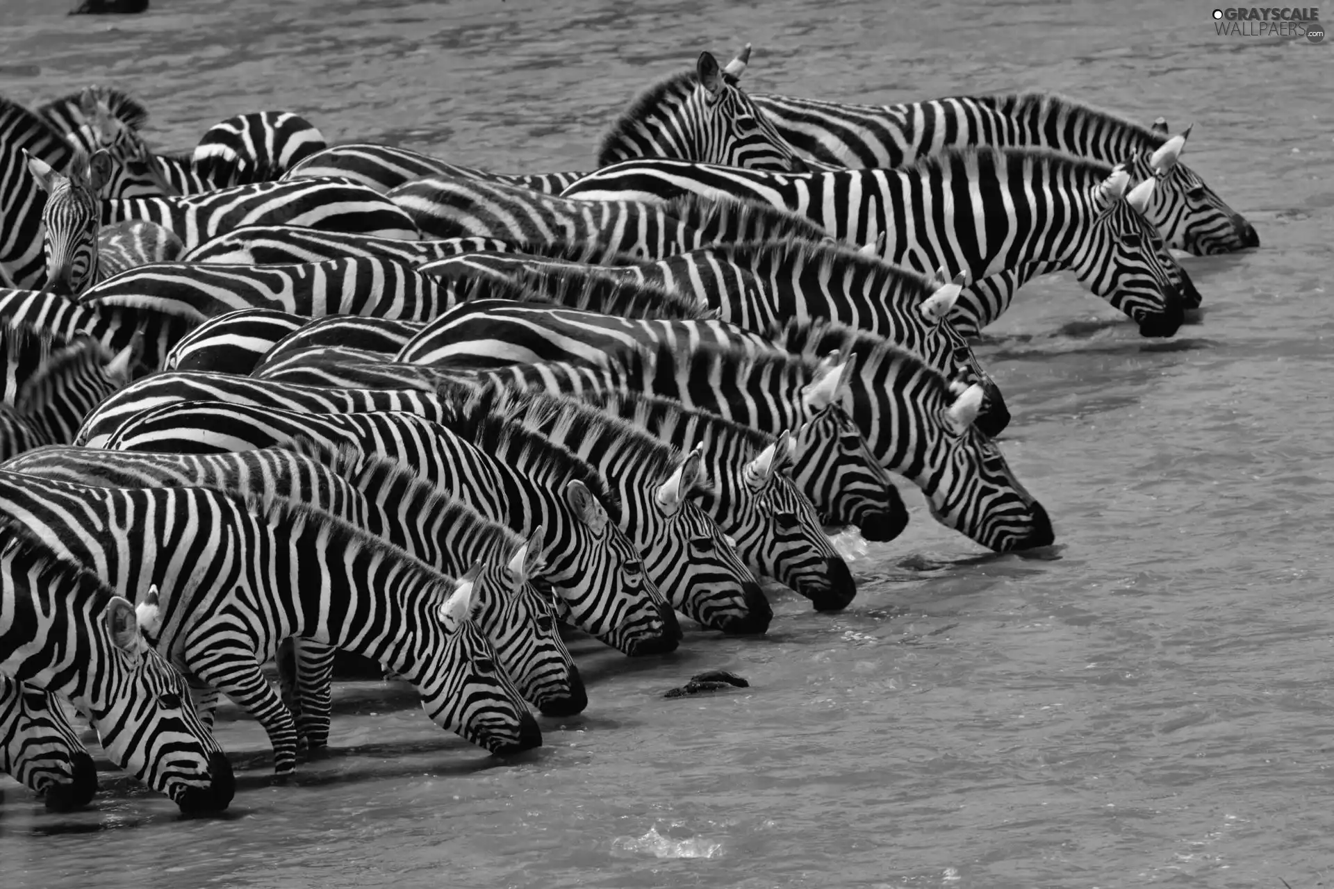 Kenya, zebra, watering place