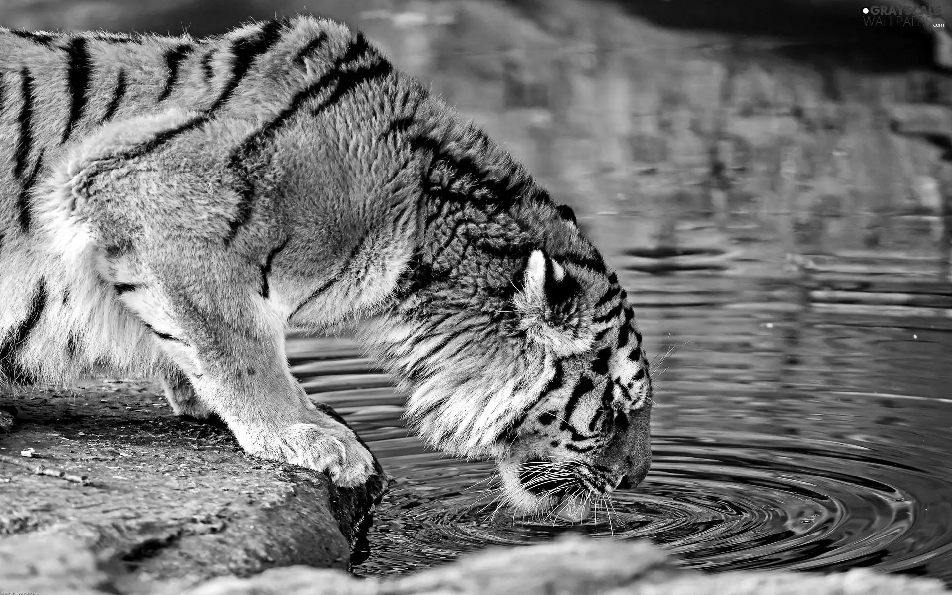 rocks, tiger, watering place