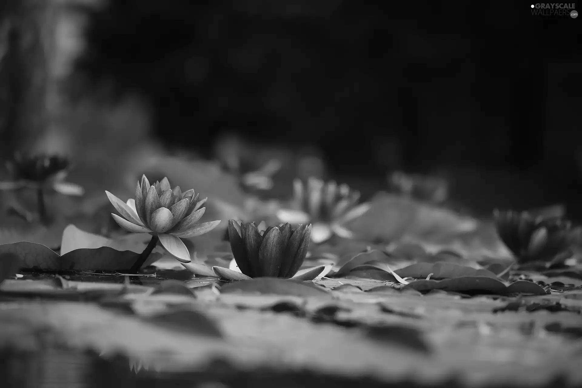 Leaf, Flowers, Nenufary, Waterlily, Water lilies