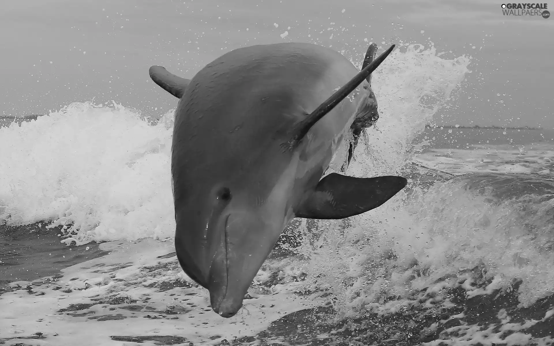 Waves, dolphin, sea