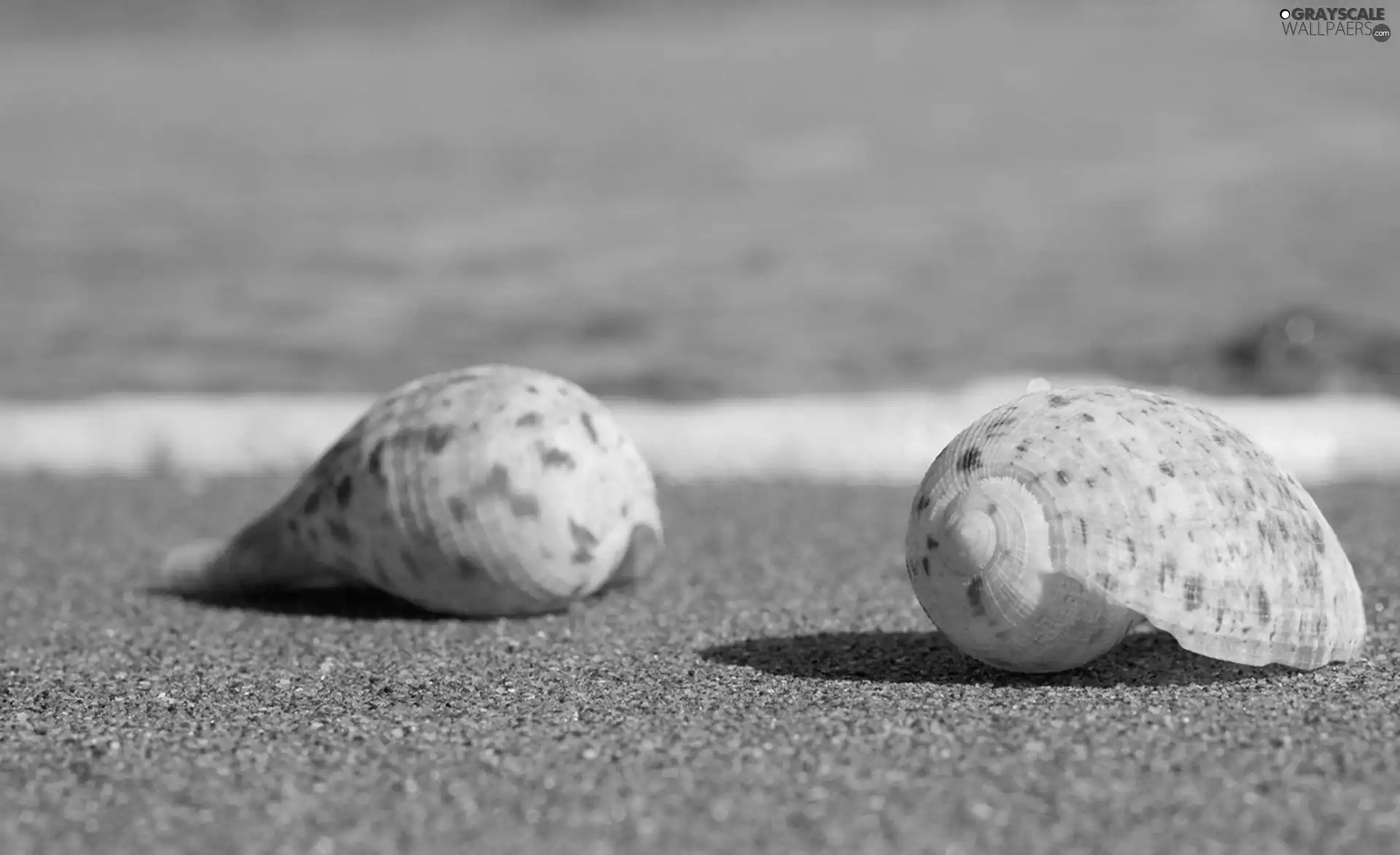 Waves, sea, Sand, Beaches, Shells