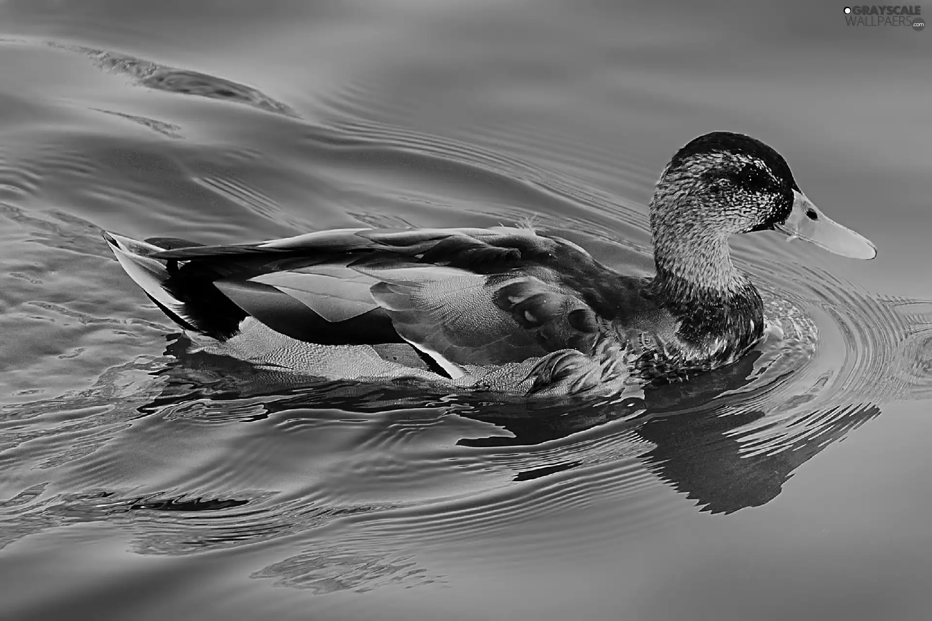 Waves, Ducky, water