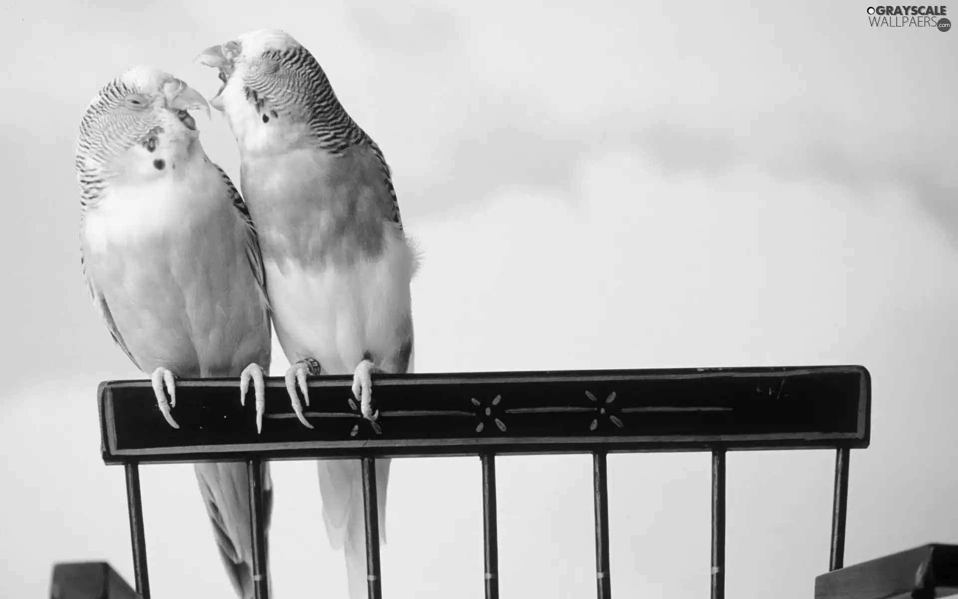 Wavy, Two, Parrots