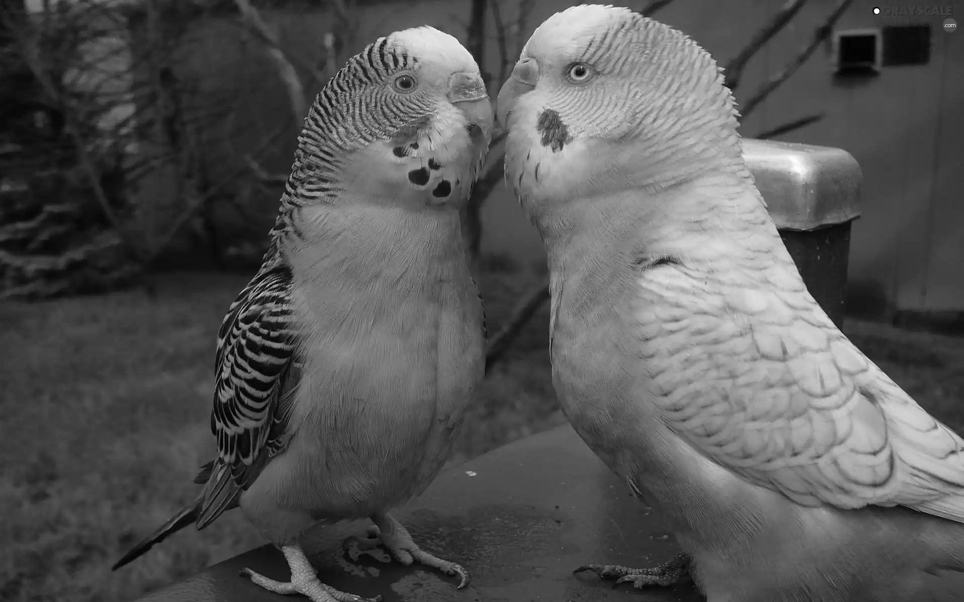 Parrots, Wavy