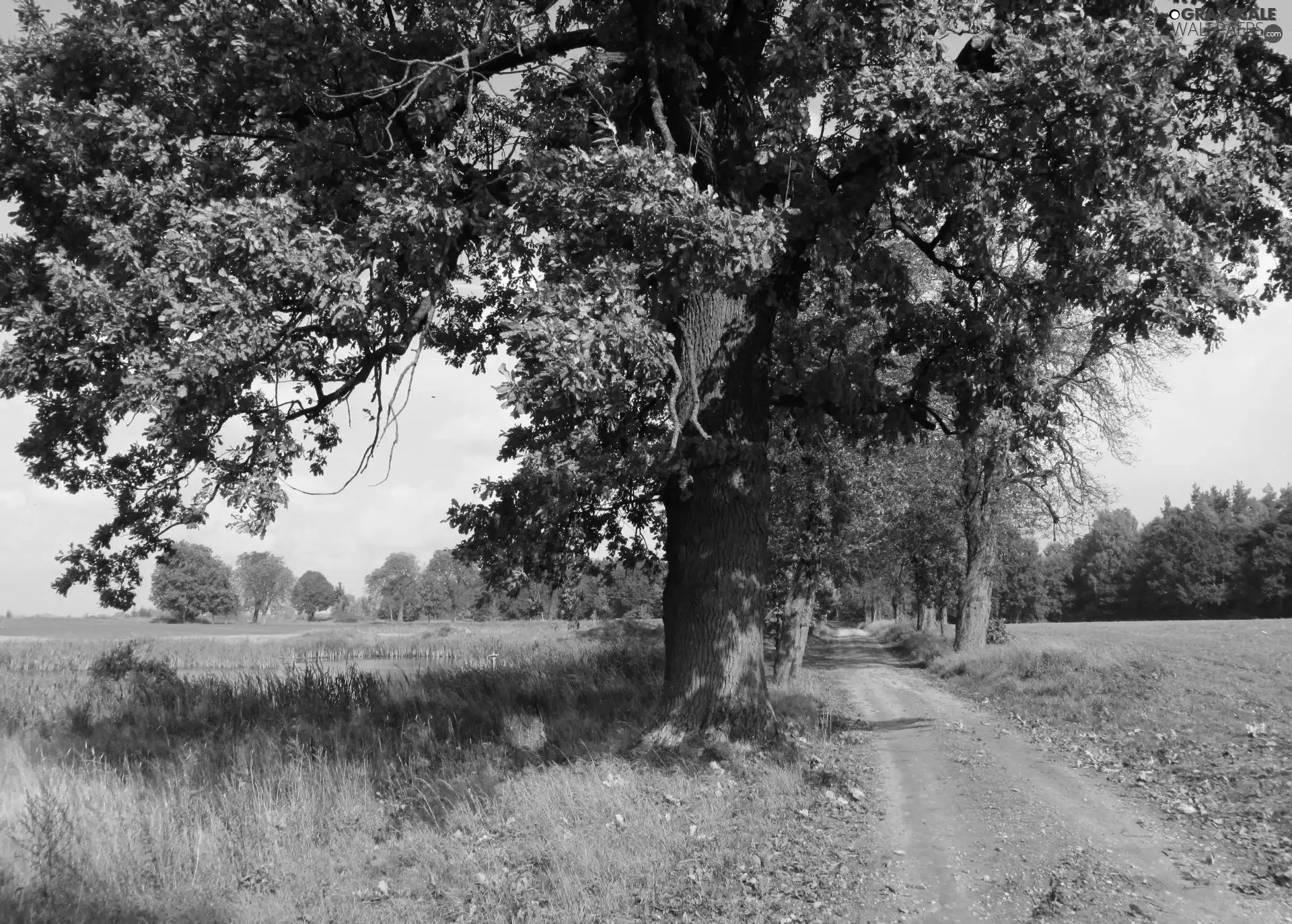 autumn, Field, Way, trees