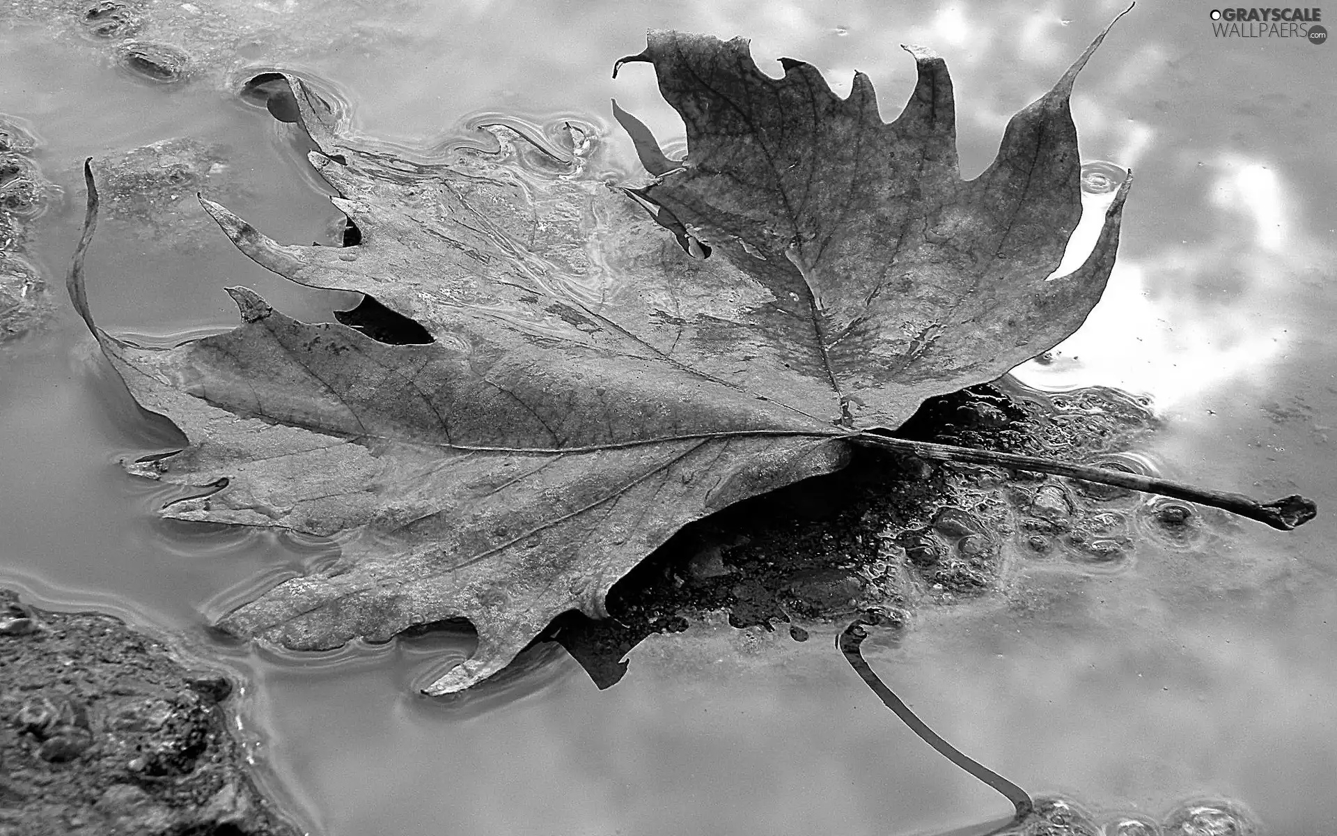 Autumn, puddle, Way, leaf
