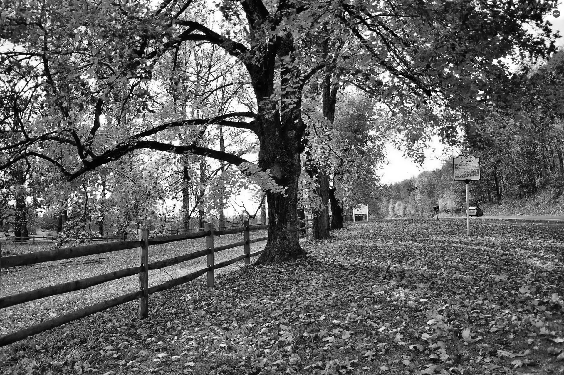 autumn, viewes, Way, trees