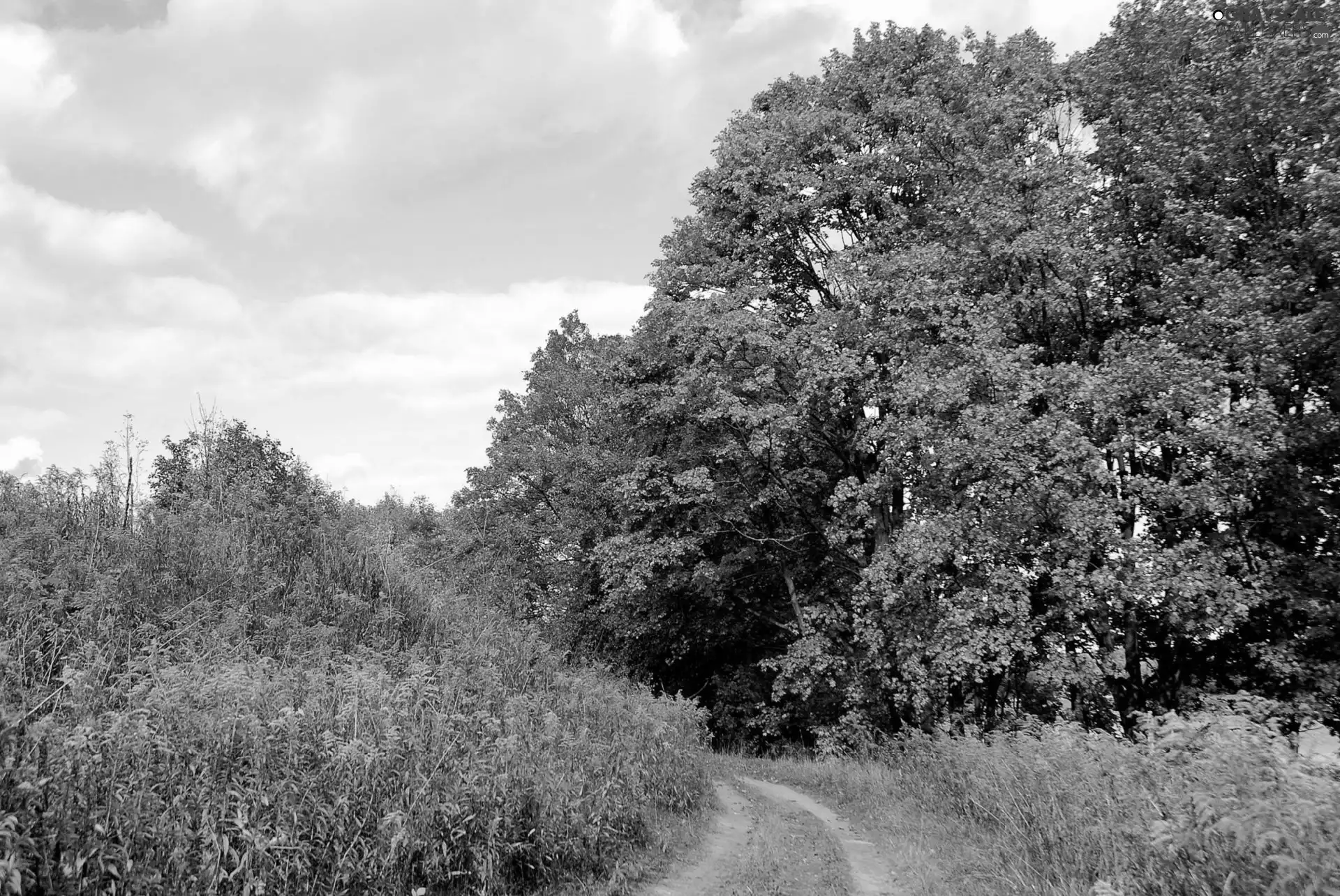autumn, viewes, Way, trees