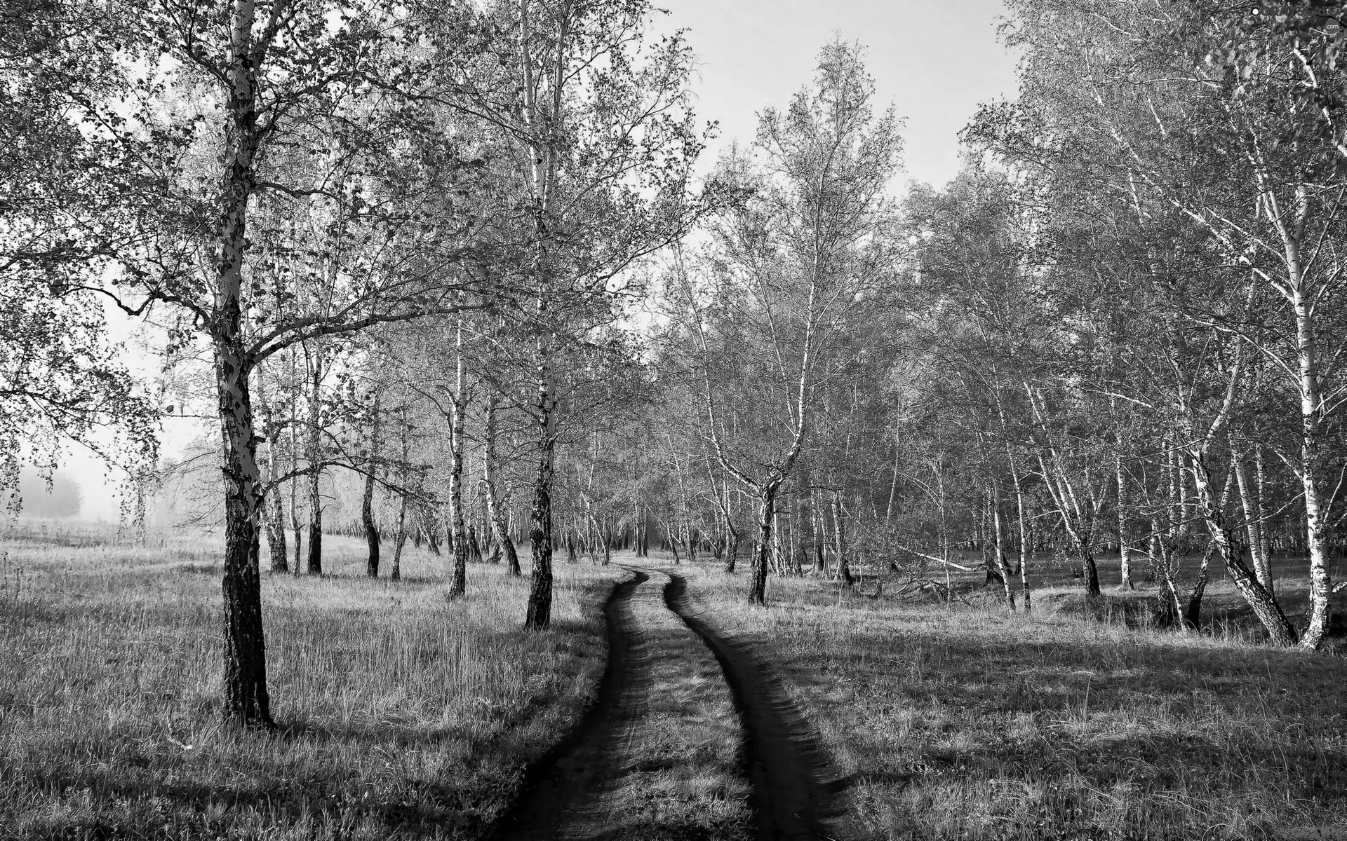 birch, Field, Way, medows