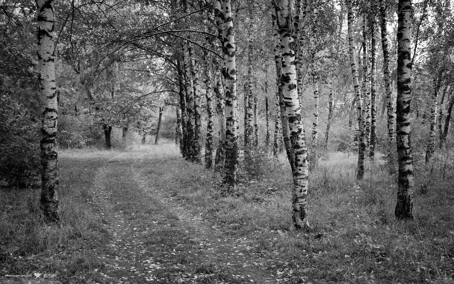 Way, forest, birch