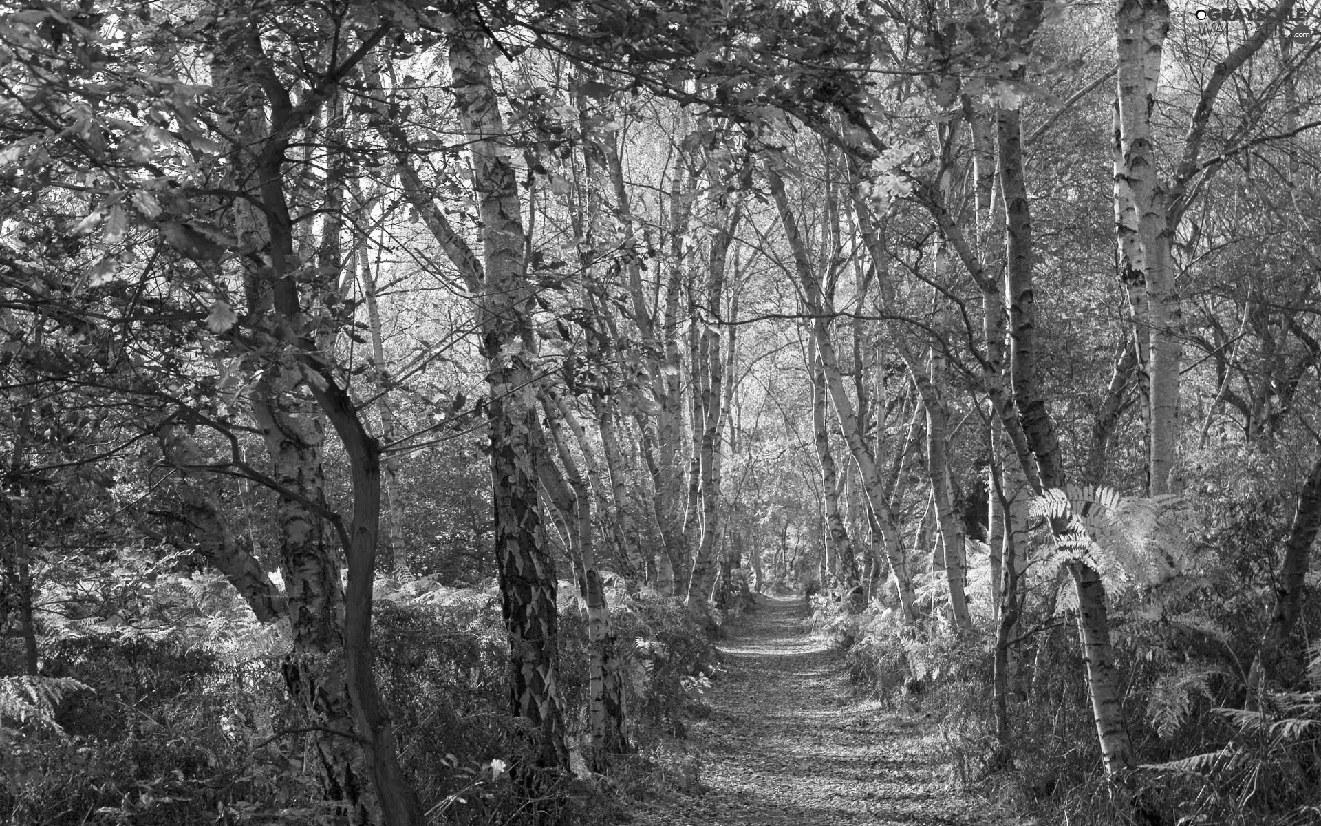 Way, forest, birch