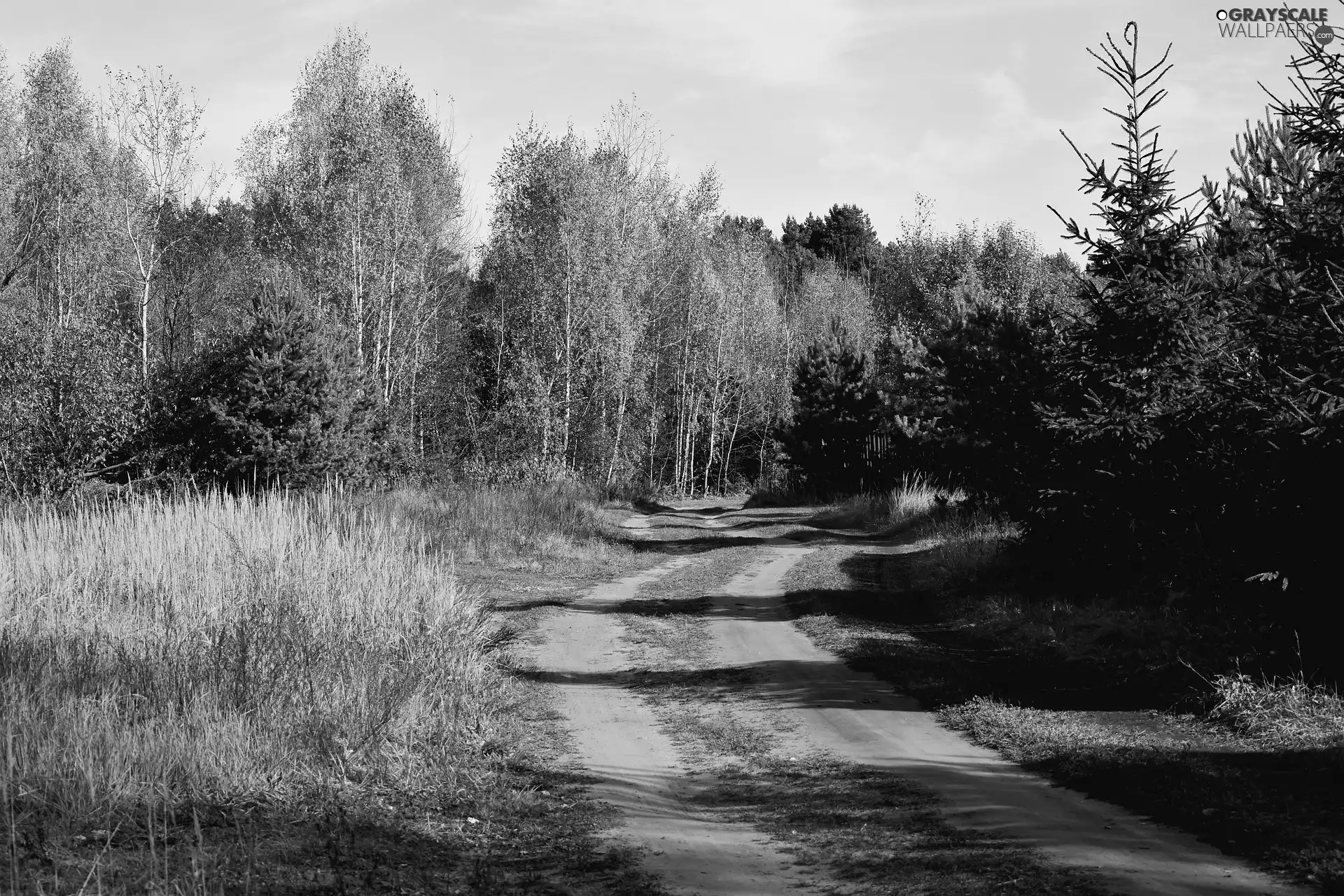 viewes, forest, day, grass, sunny, trees, autumn, Way