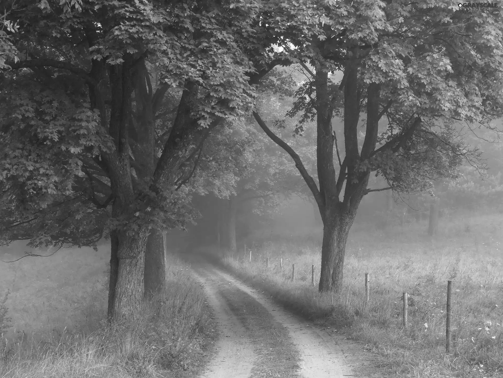 Way, Field, viewes, Fog, trees