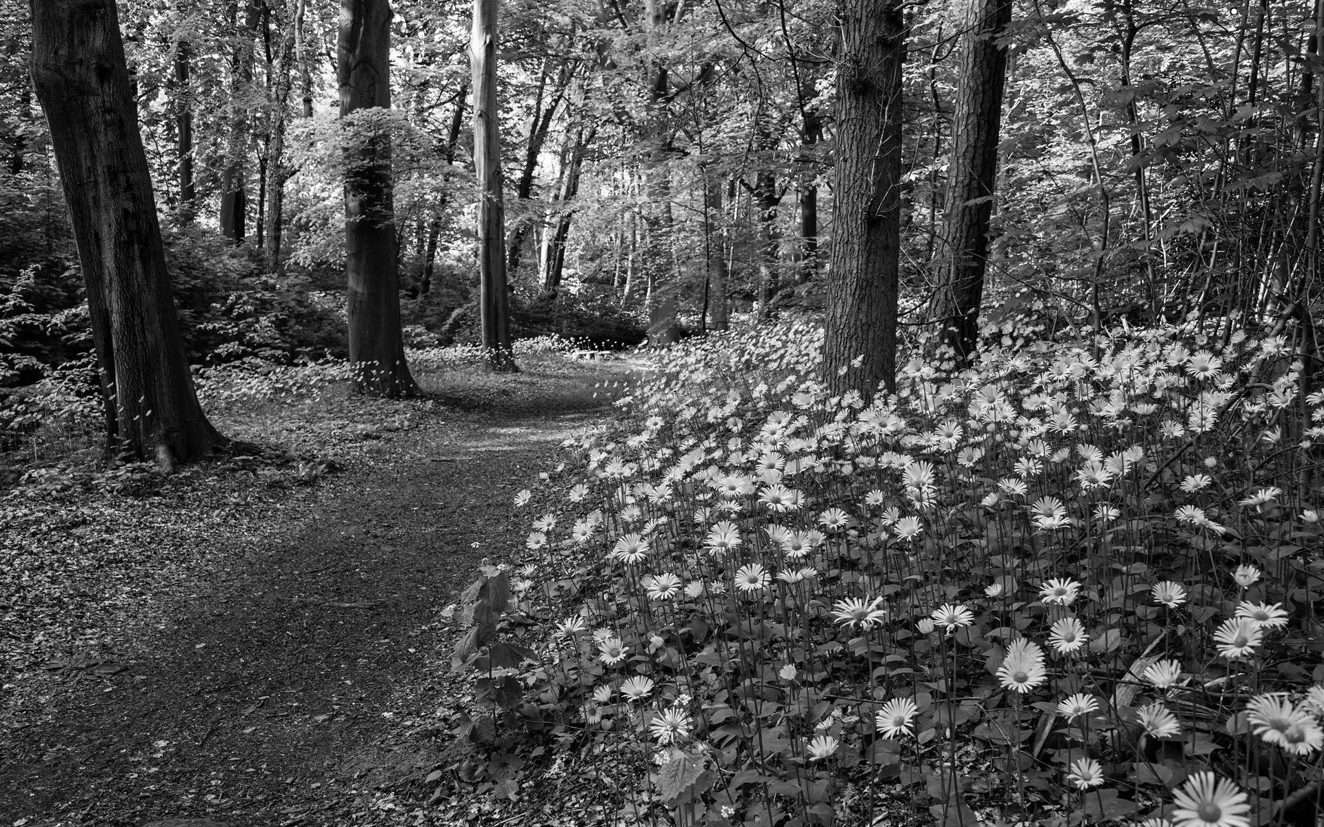 Way, Flowers, trees, viewes, forest