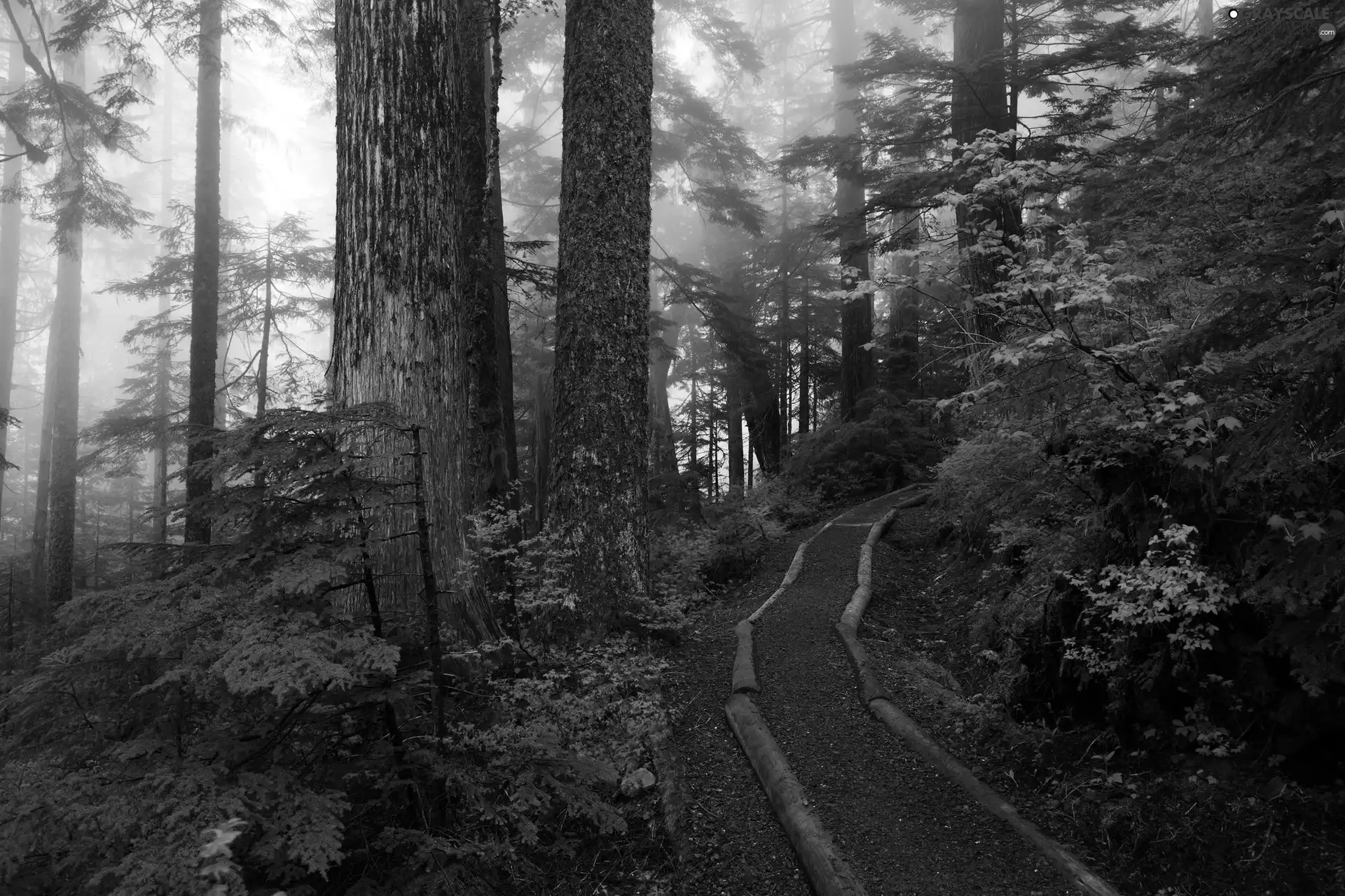 Way, Fog, trees, viewes, forest