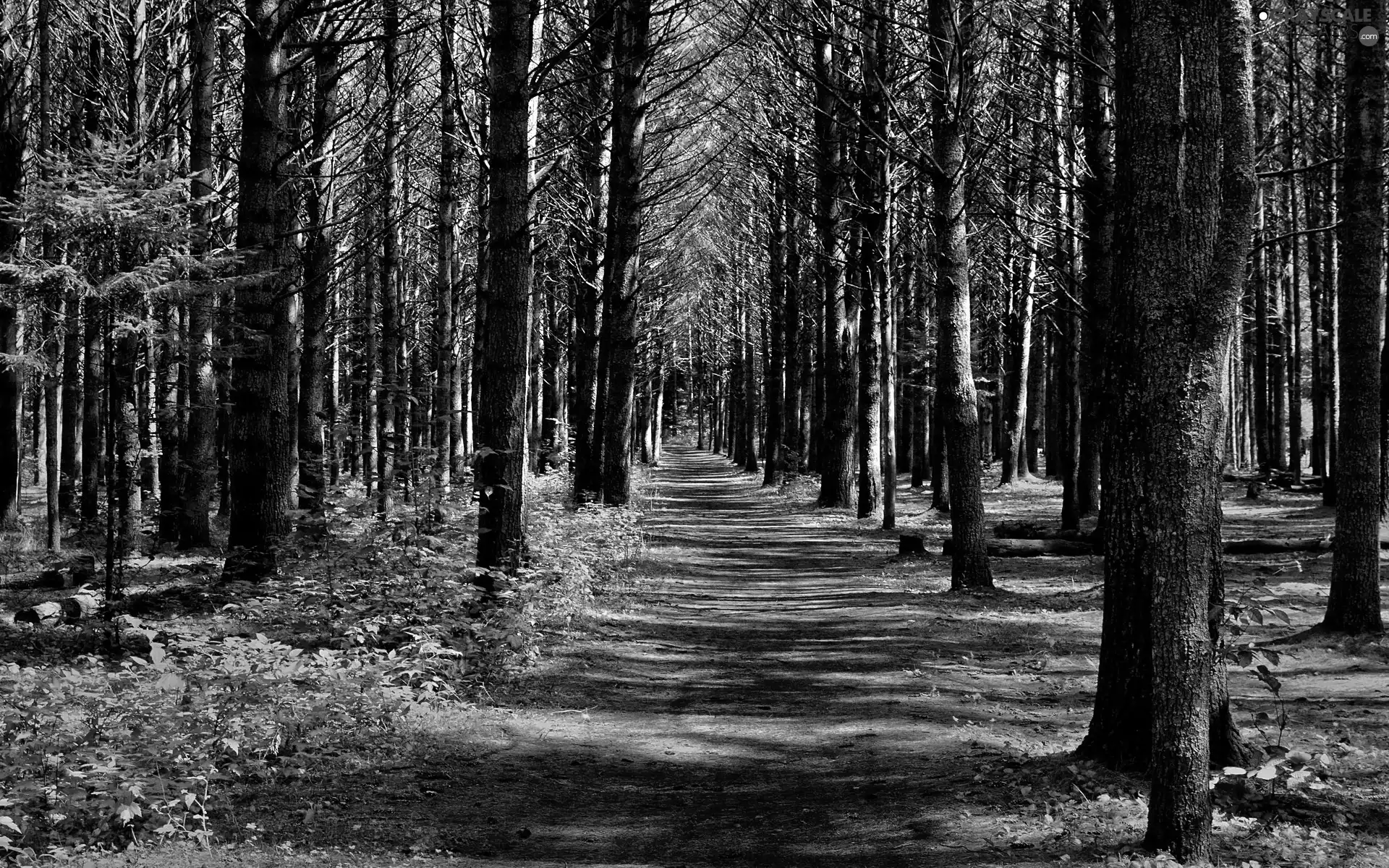 forest, Way