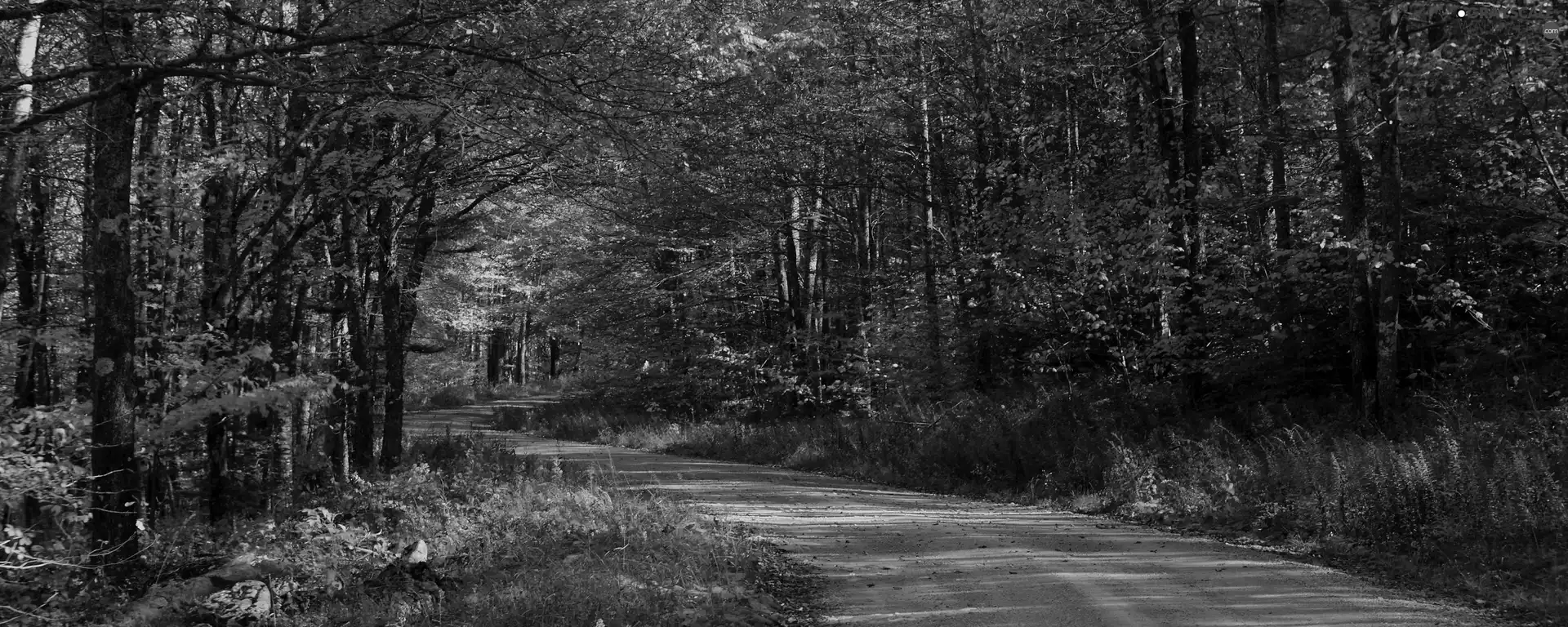 Way, autumn, forest