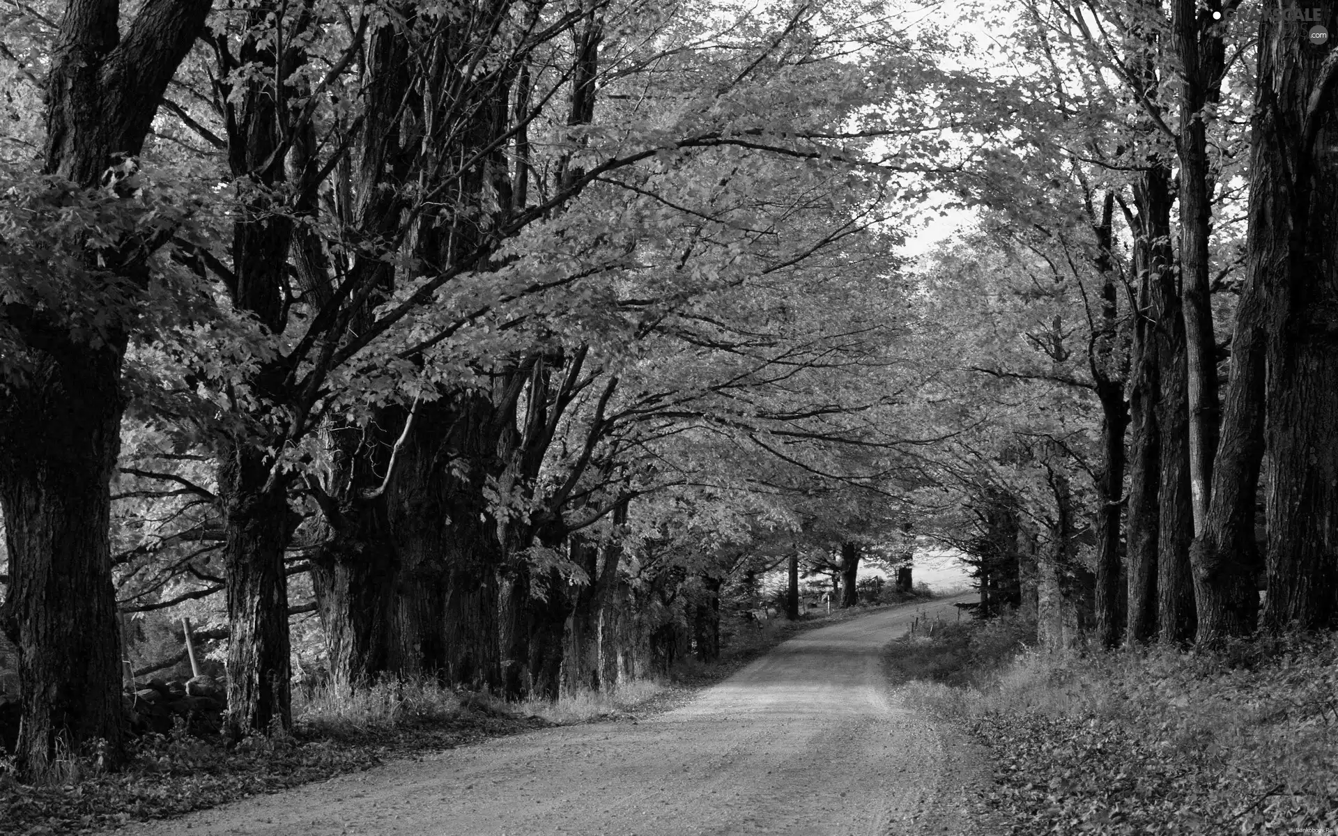 Way, autumn, forest