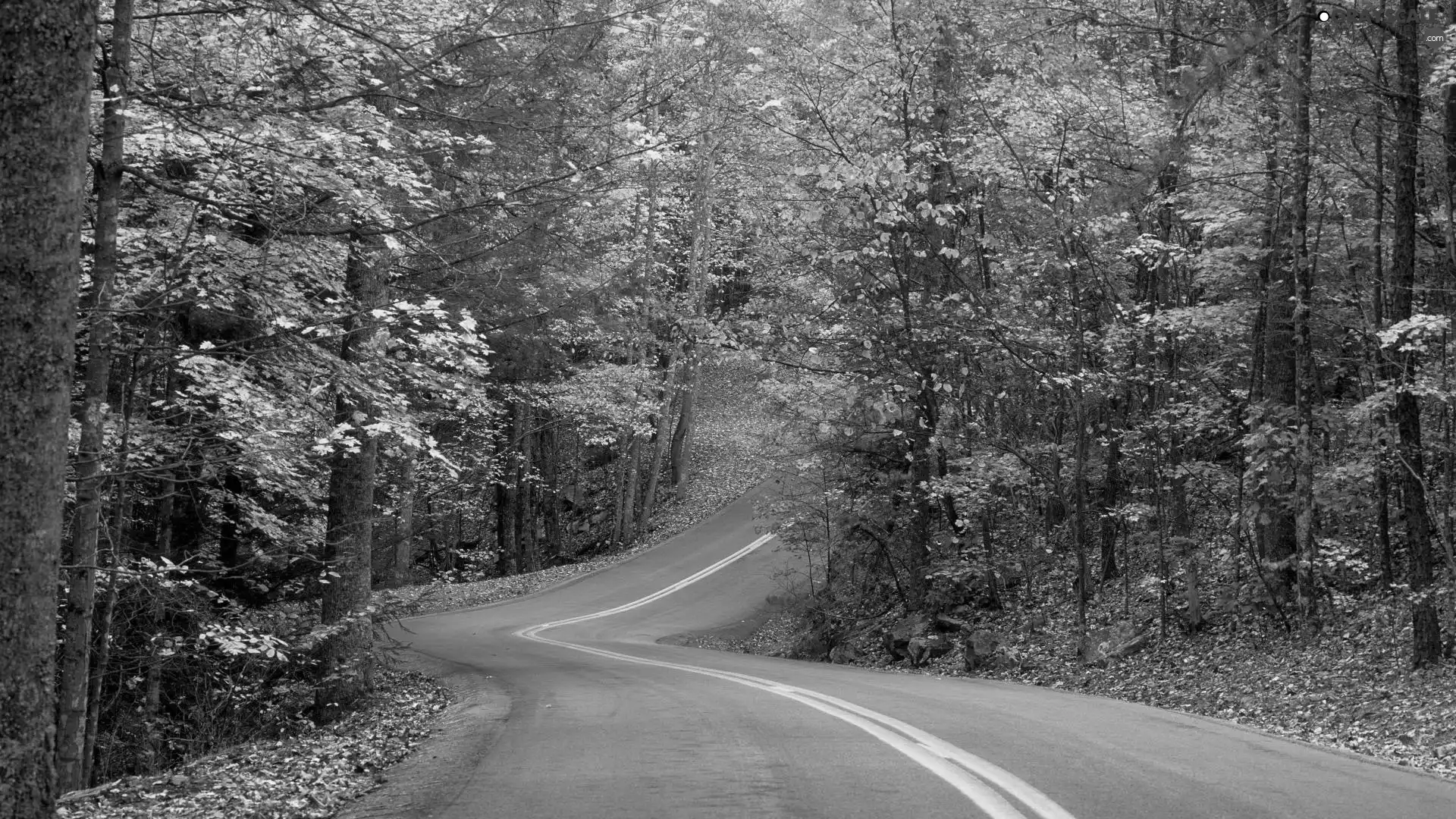 Way, Autumn, forest