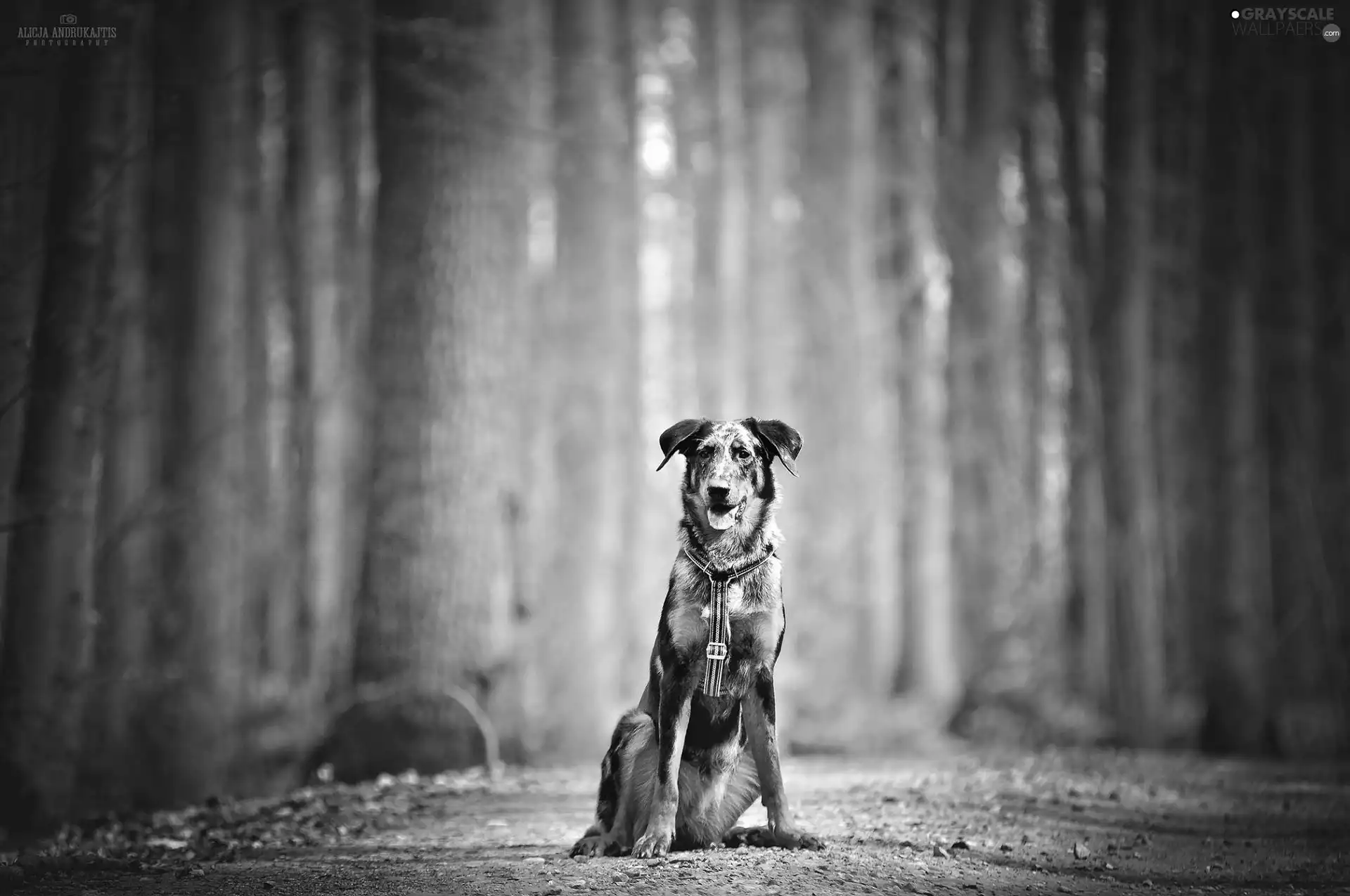 Way, dog, forest