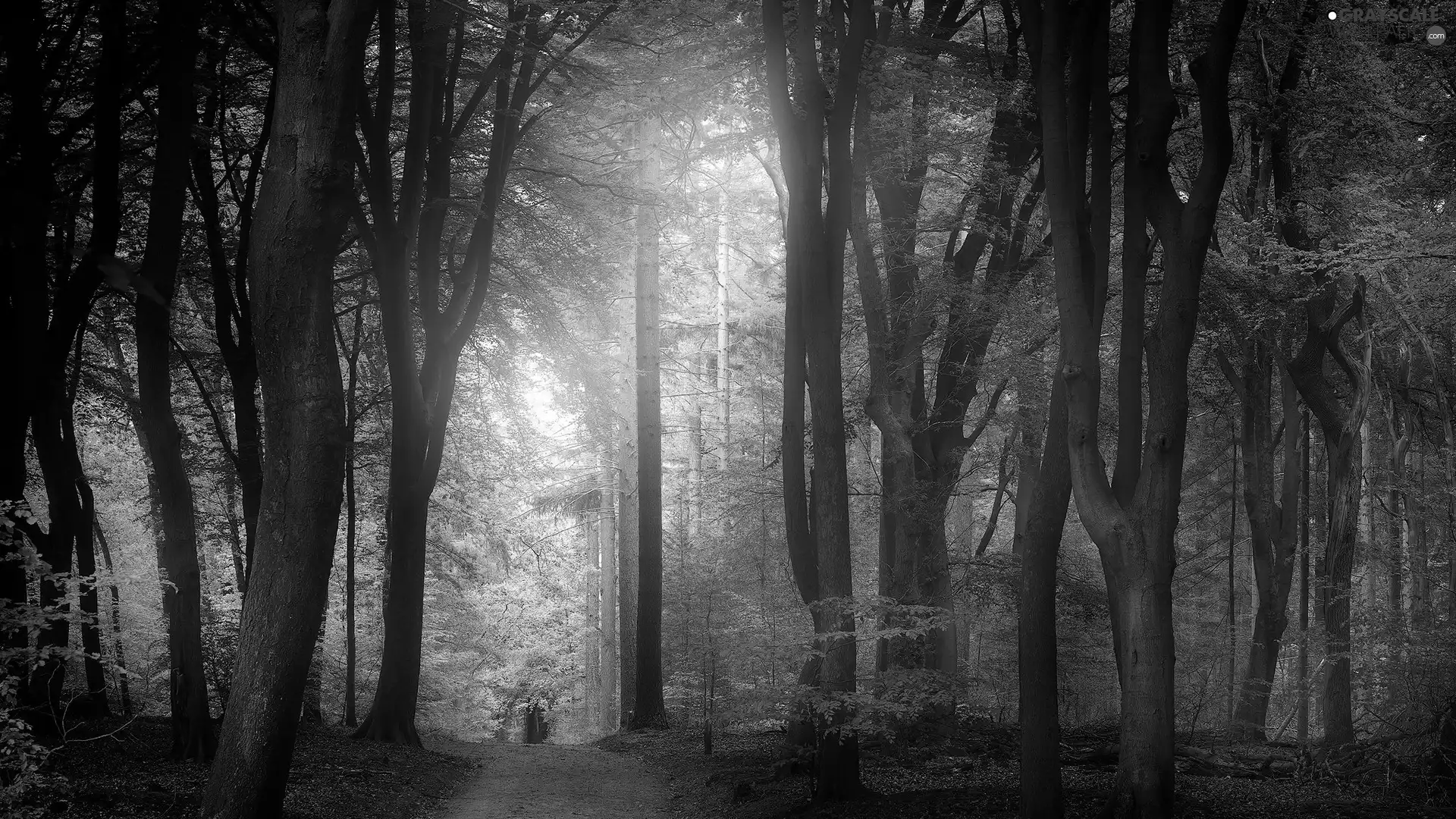 viewes, Way, forest, trees, illuminated