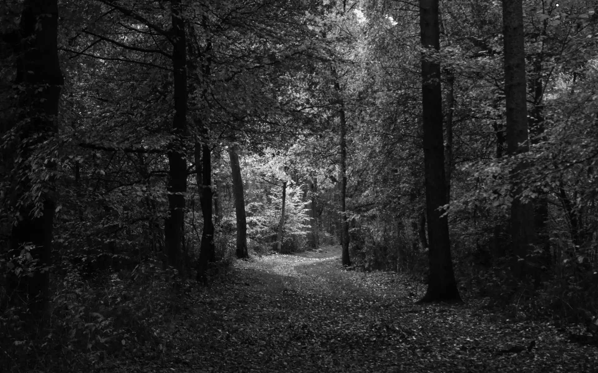 forest, Leaf, Way, autumn