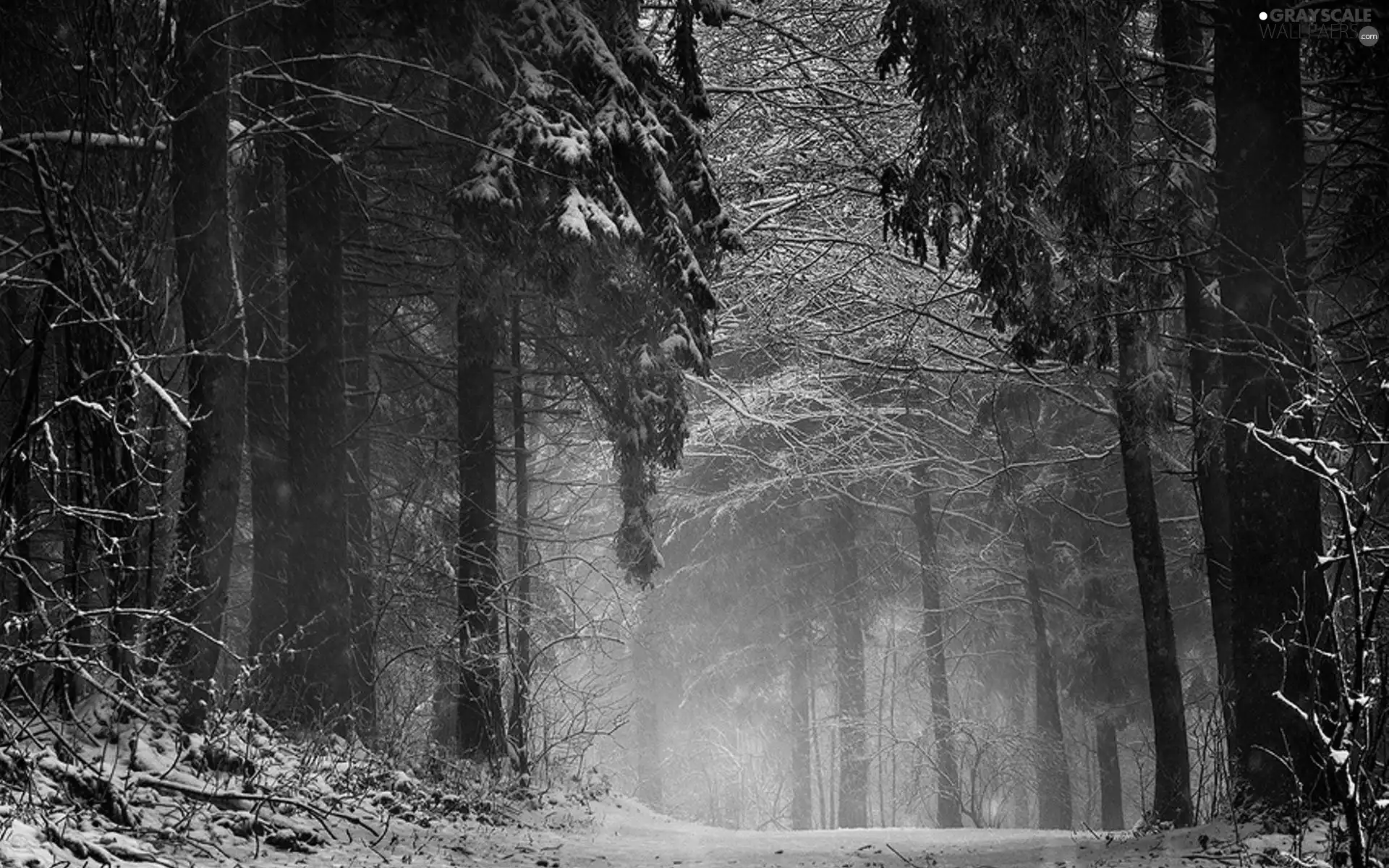 Way, winter, forest