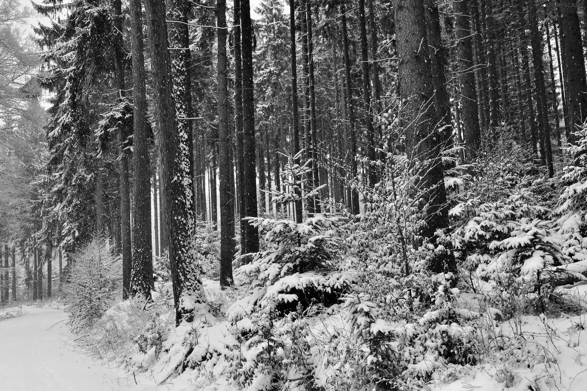 Way, winter, forest