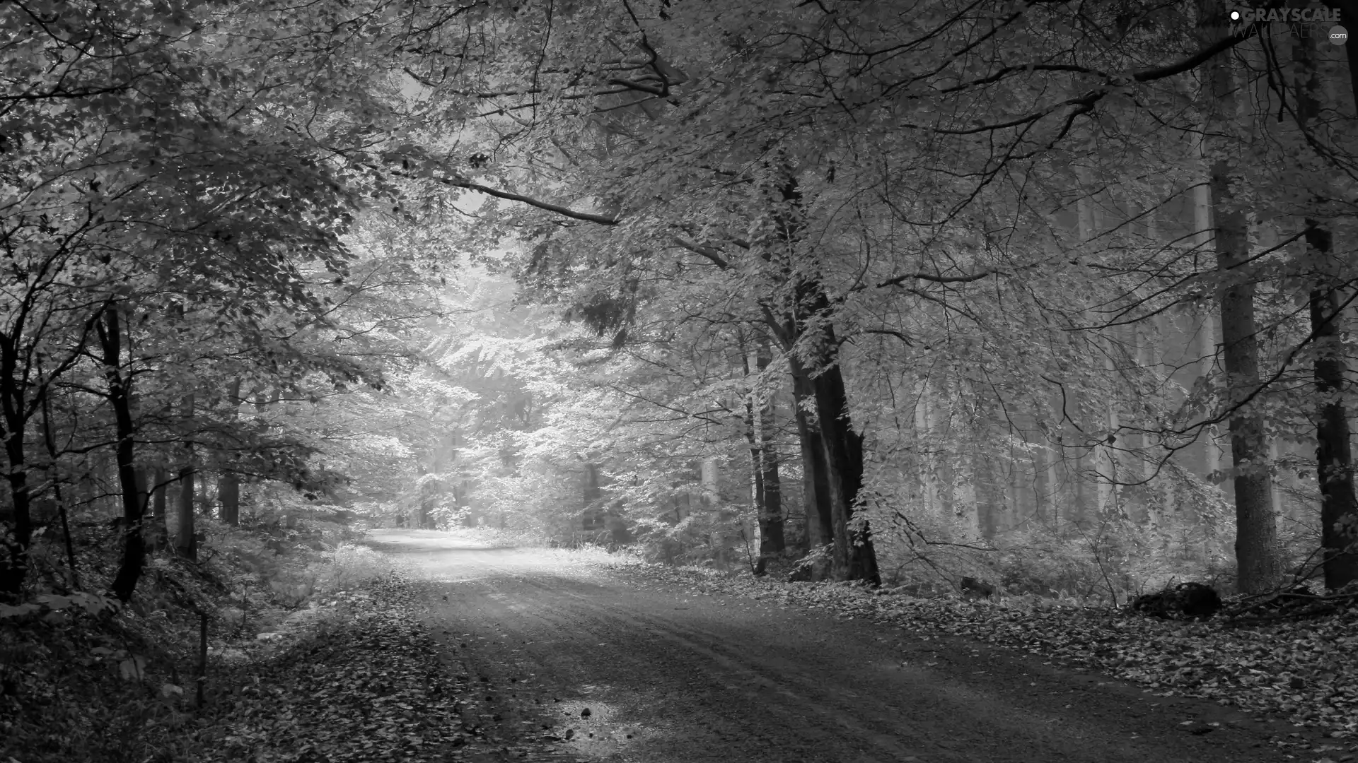 forest, Way